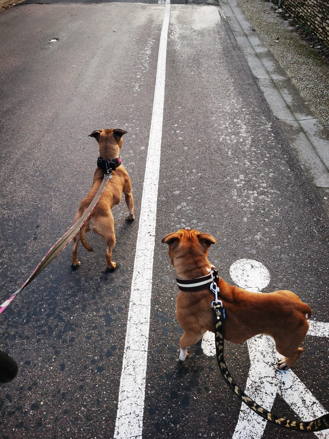 Staffy's du Grand Nord 