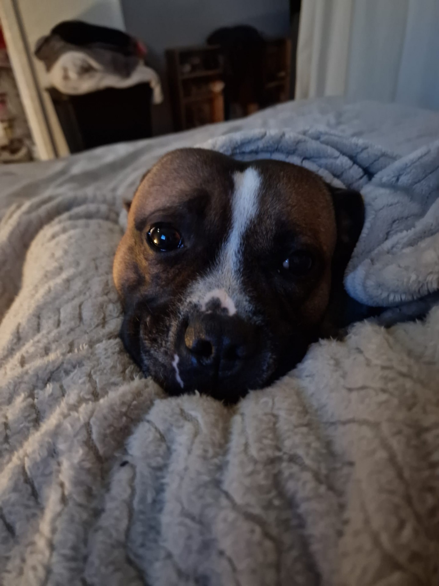 Staffy's du Grand Nord 
