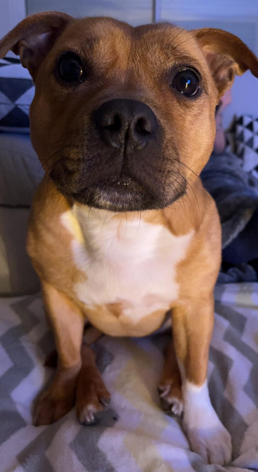 Staffy's du Grand Nord 