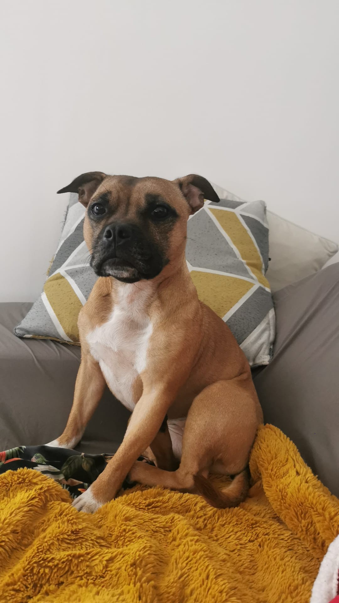 Staffy's du Grand Nord 