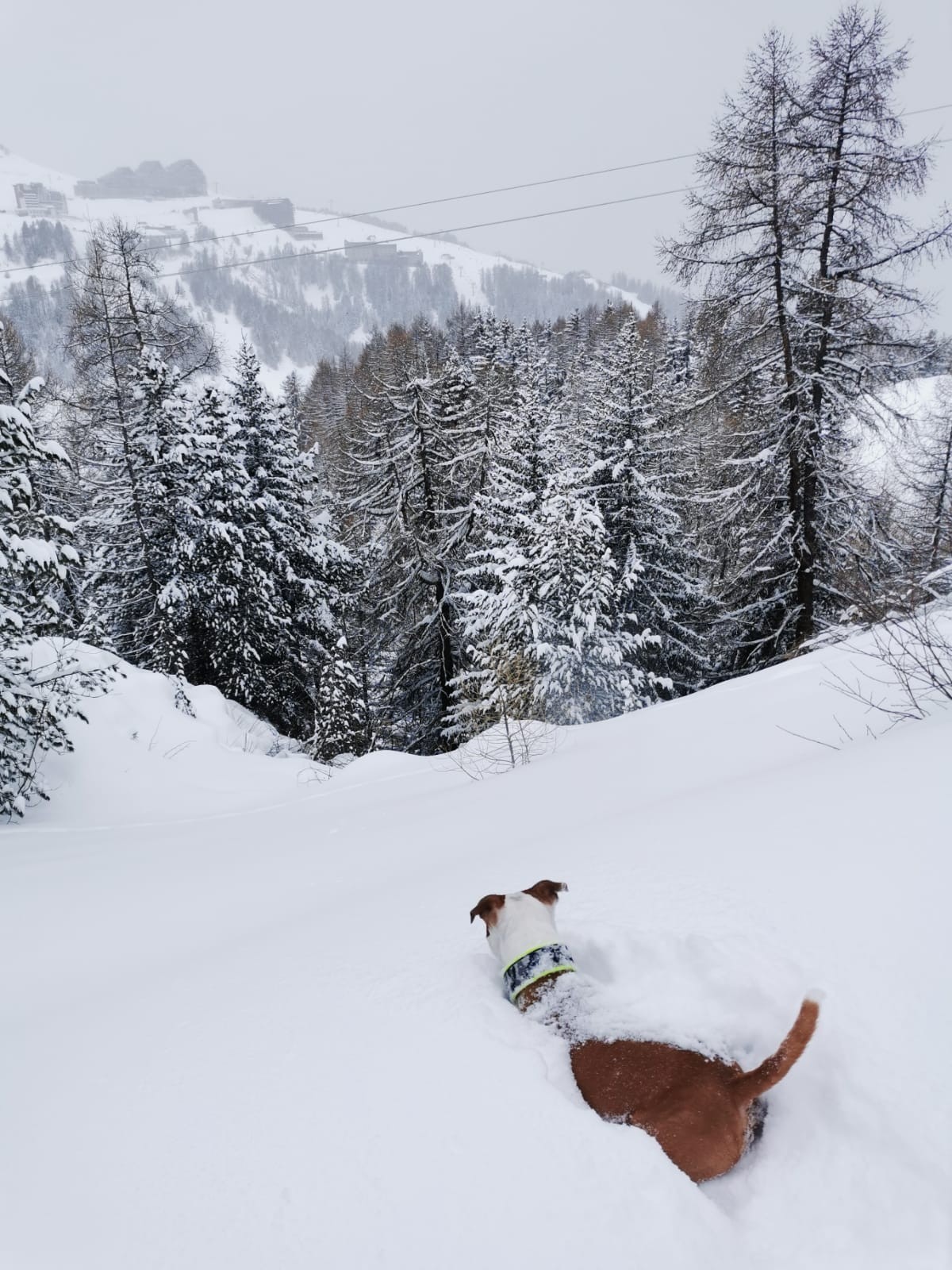 Staffy's du Grand Nord 