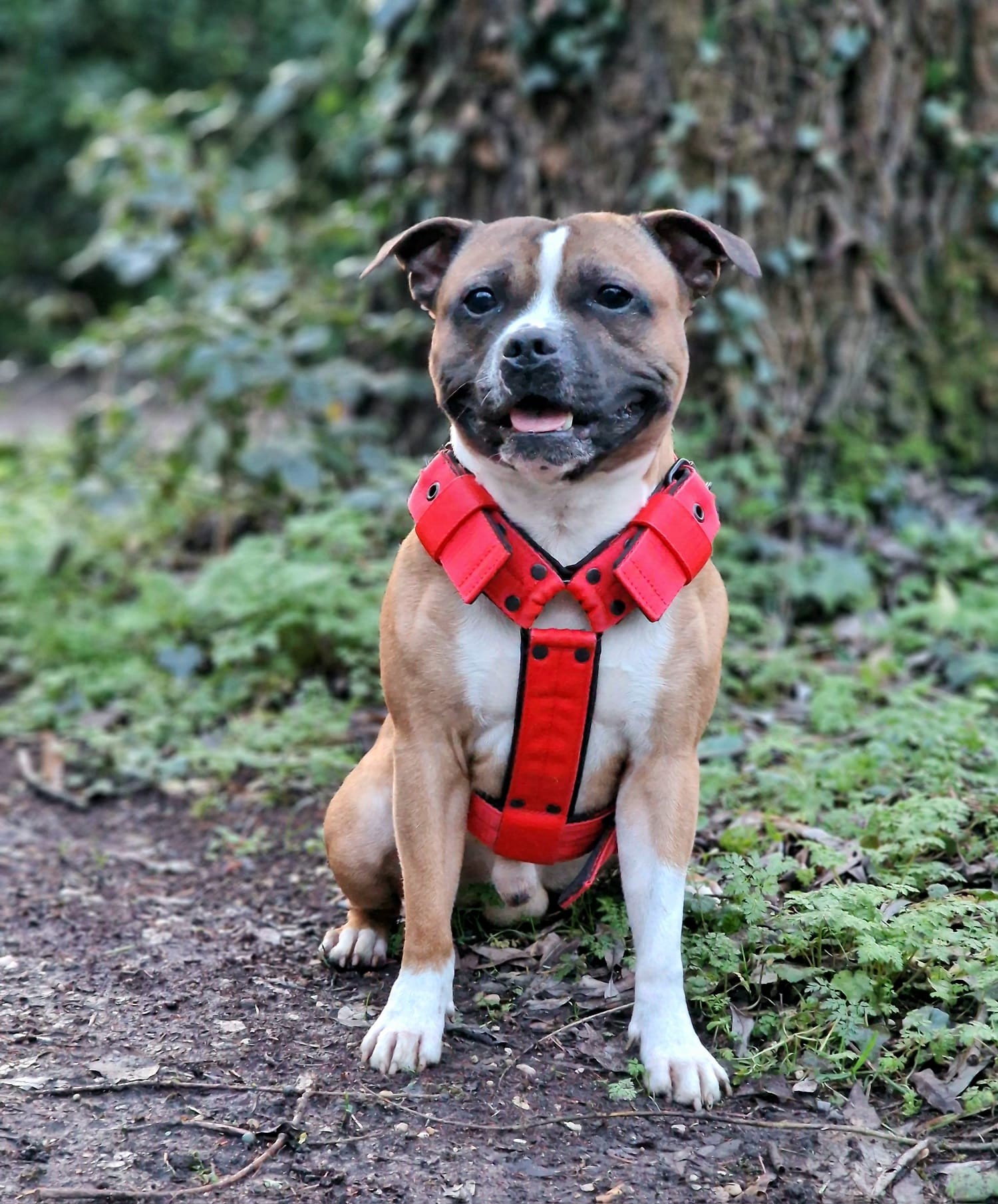 Staffy's du Grand Nord 