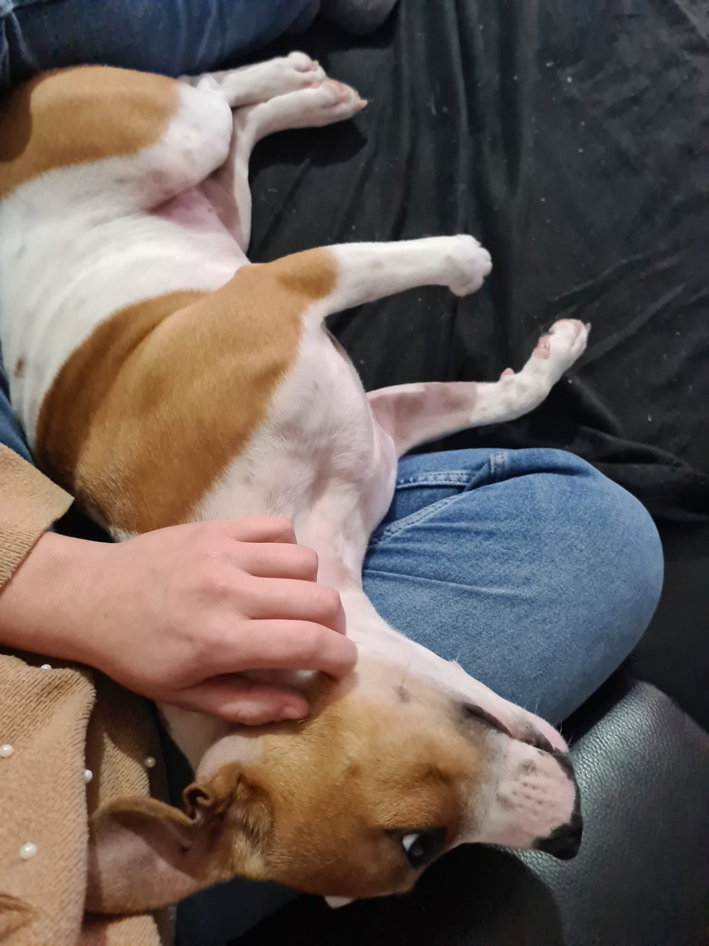 Staffy's du Grand Nord 