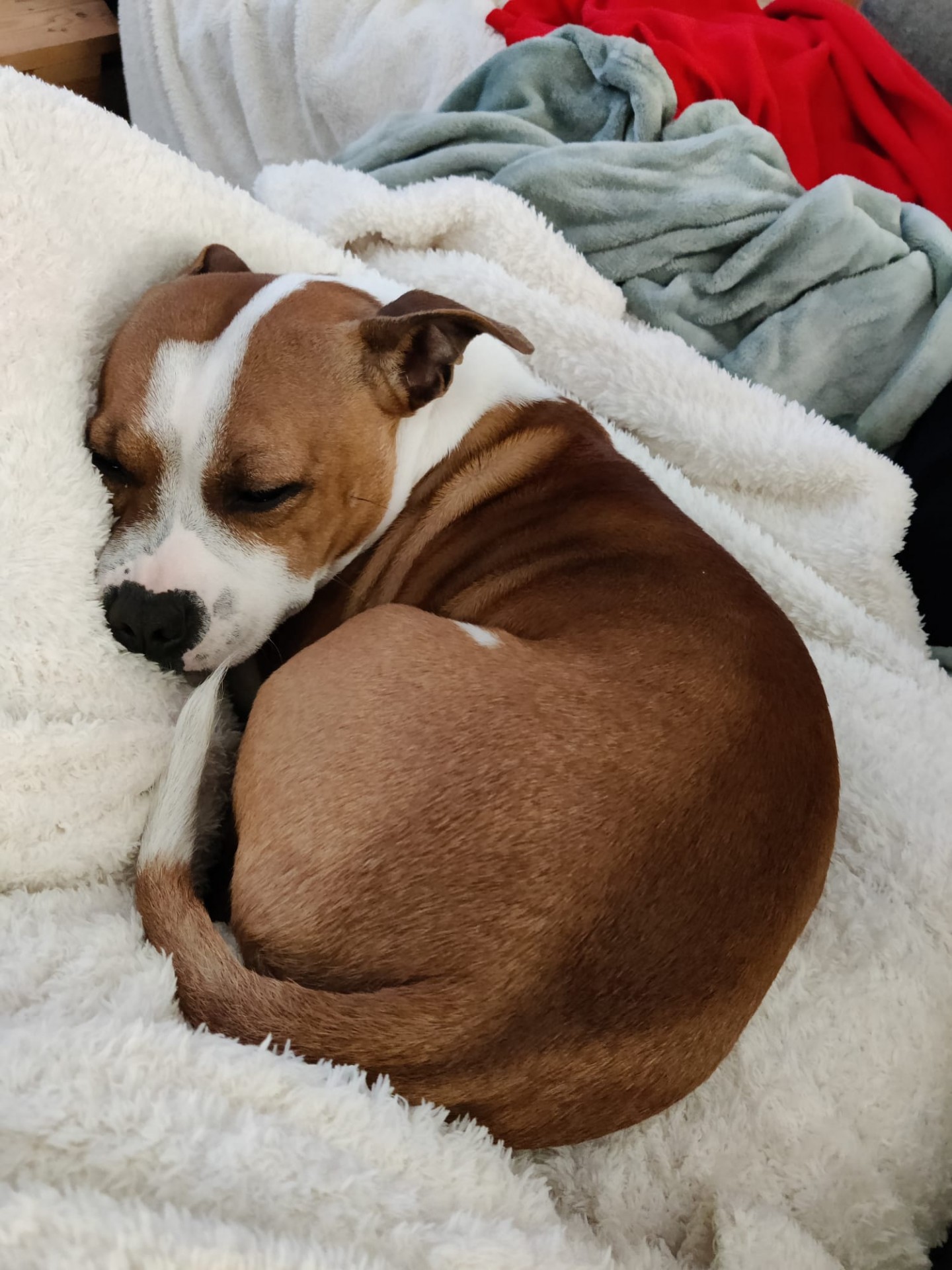 Staffy's du Grand Nord 