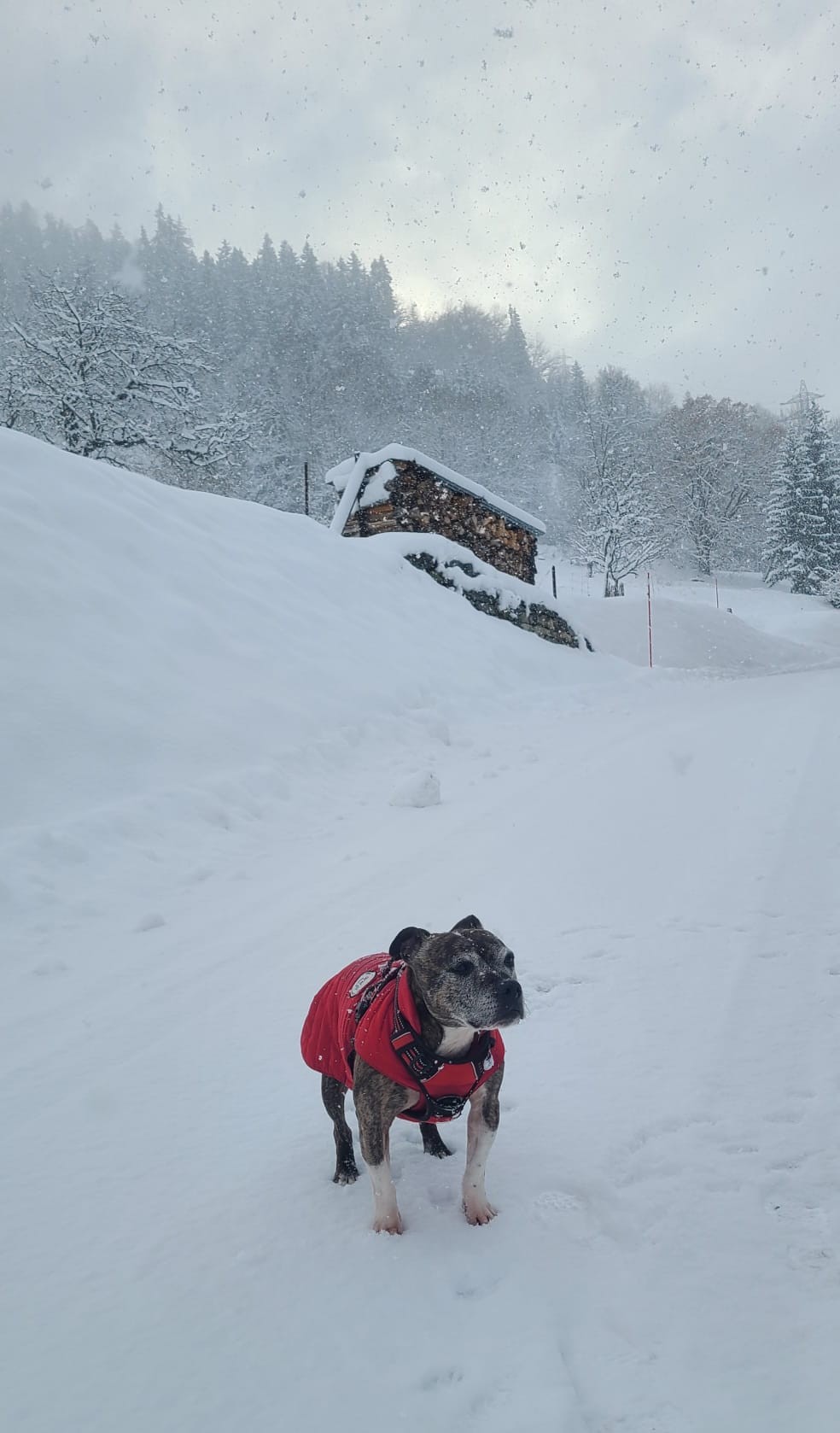 Staffy's du Grand Nord 