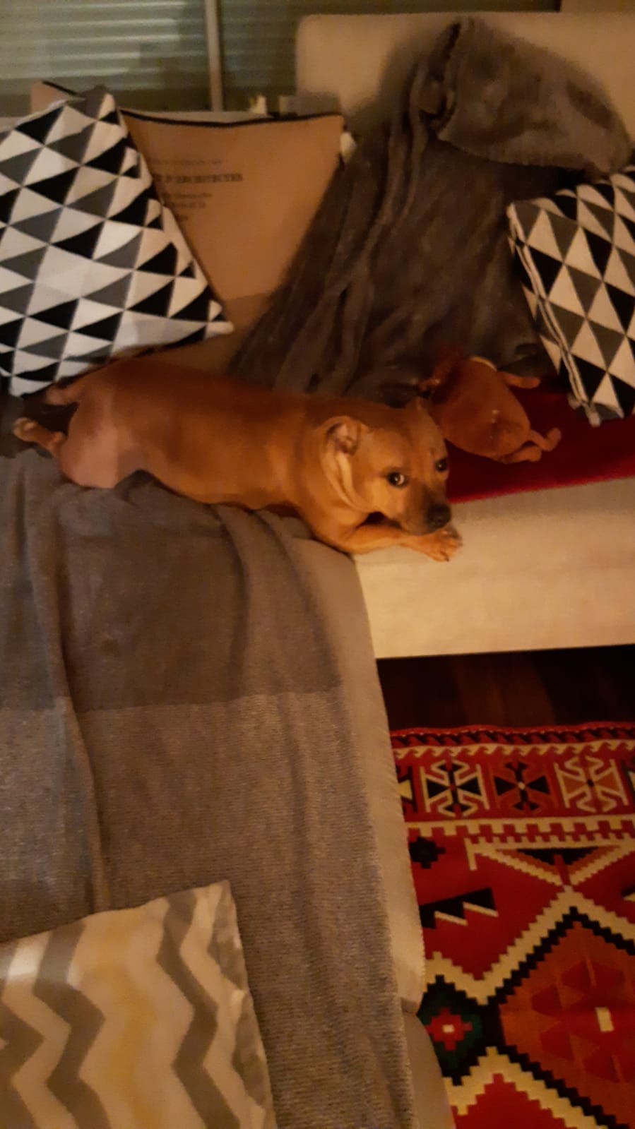 Staffy's du Grand Nord 