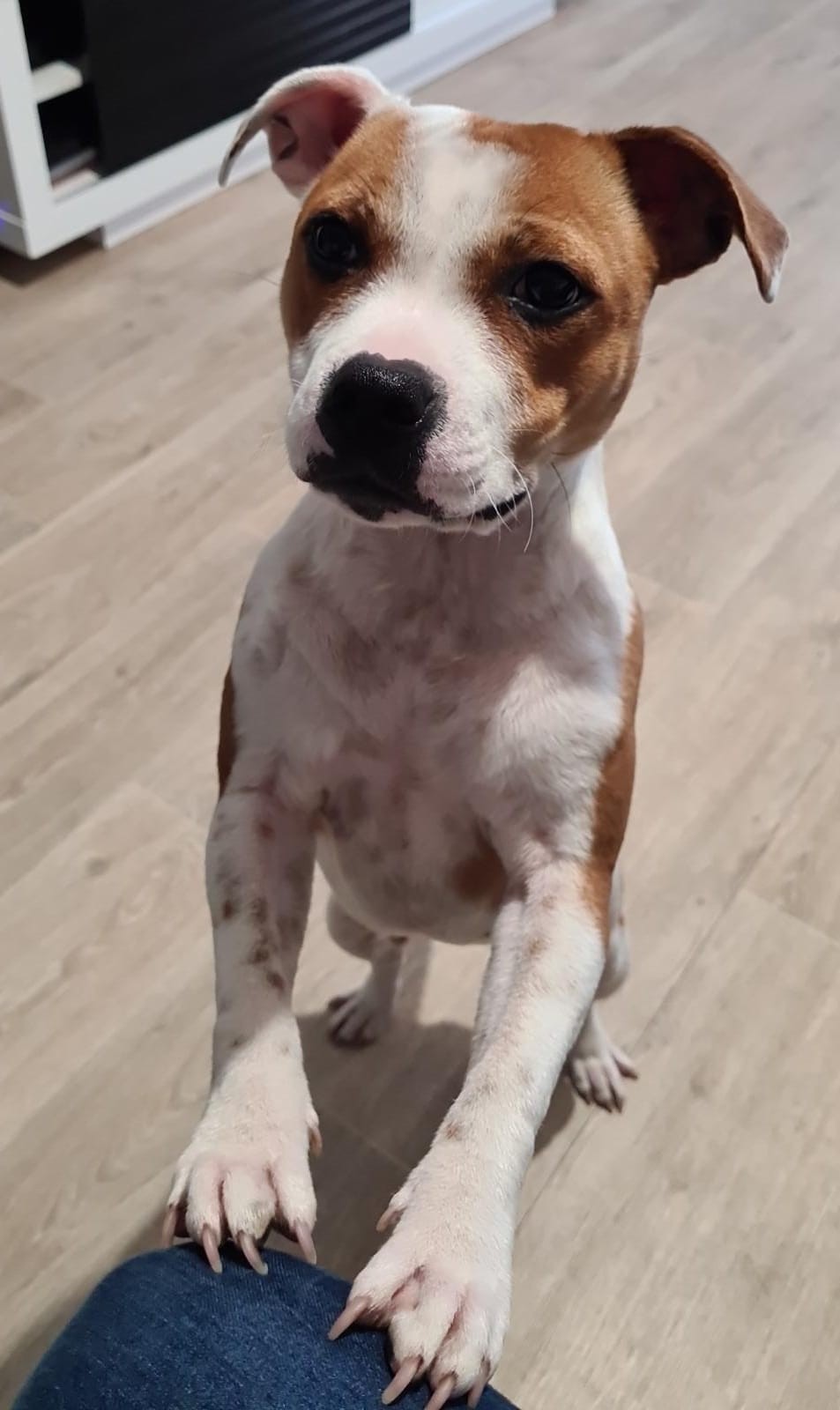 Staffy's du Grand Nord 