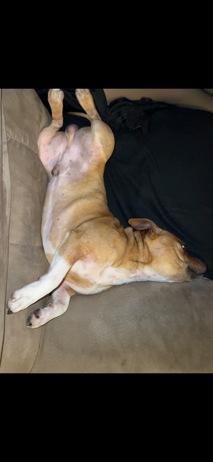Staffy's du Grand Nord 