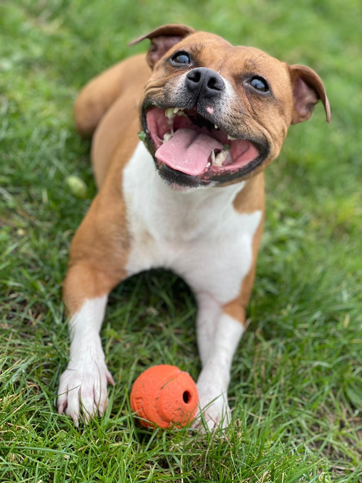 Staffy's du Grand Nord 