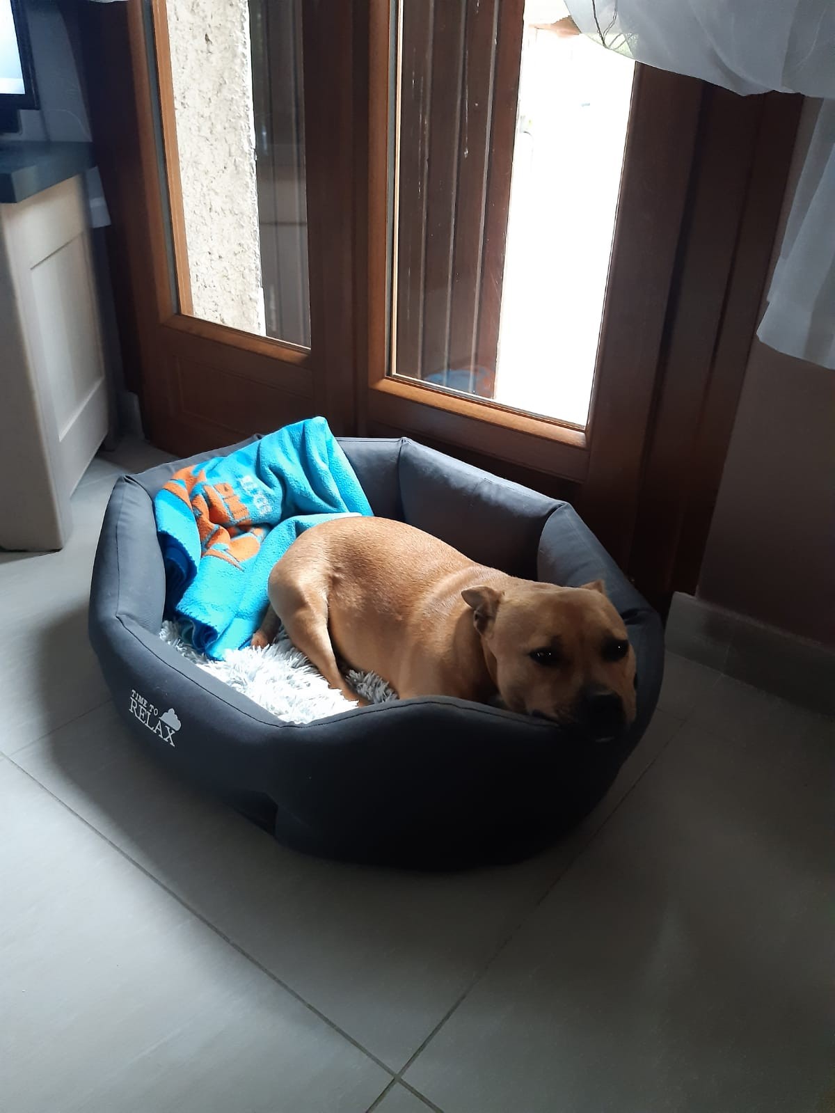 Staffy's du grand nord