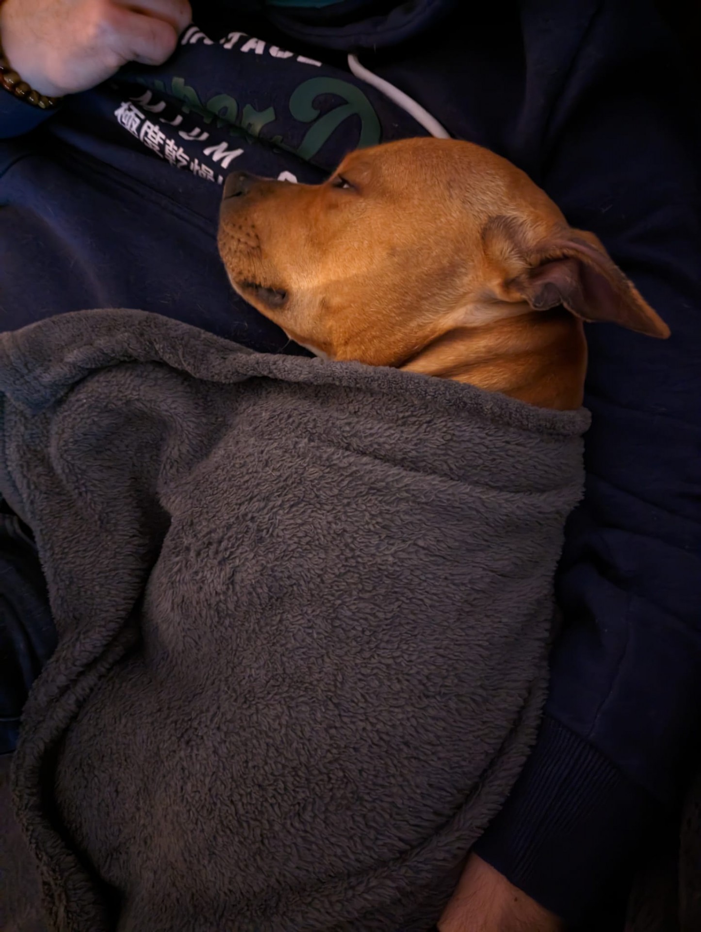 Staffy's du grand nord