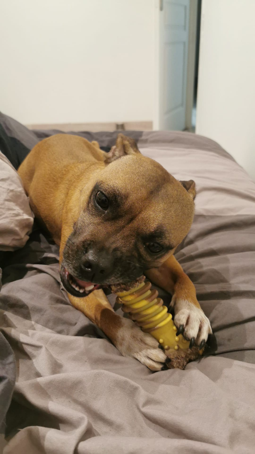 Staffy's du grand nord
