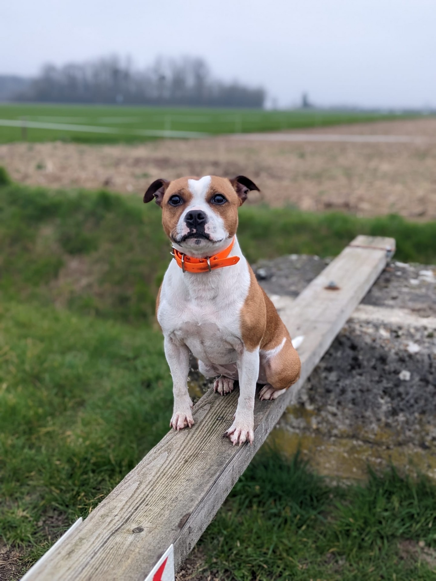 Staffy's du grand nord