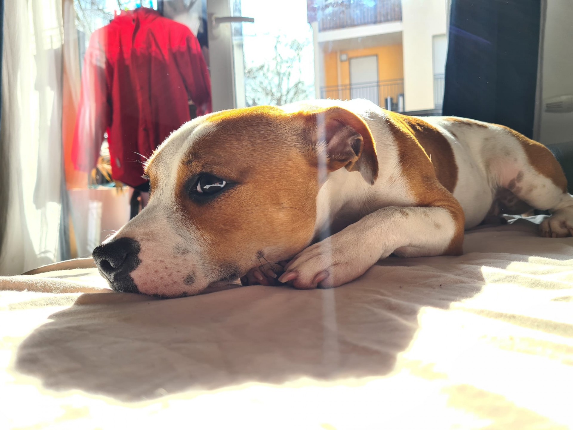 Staffy's du grand nord