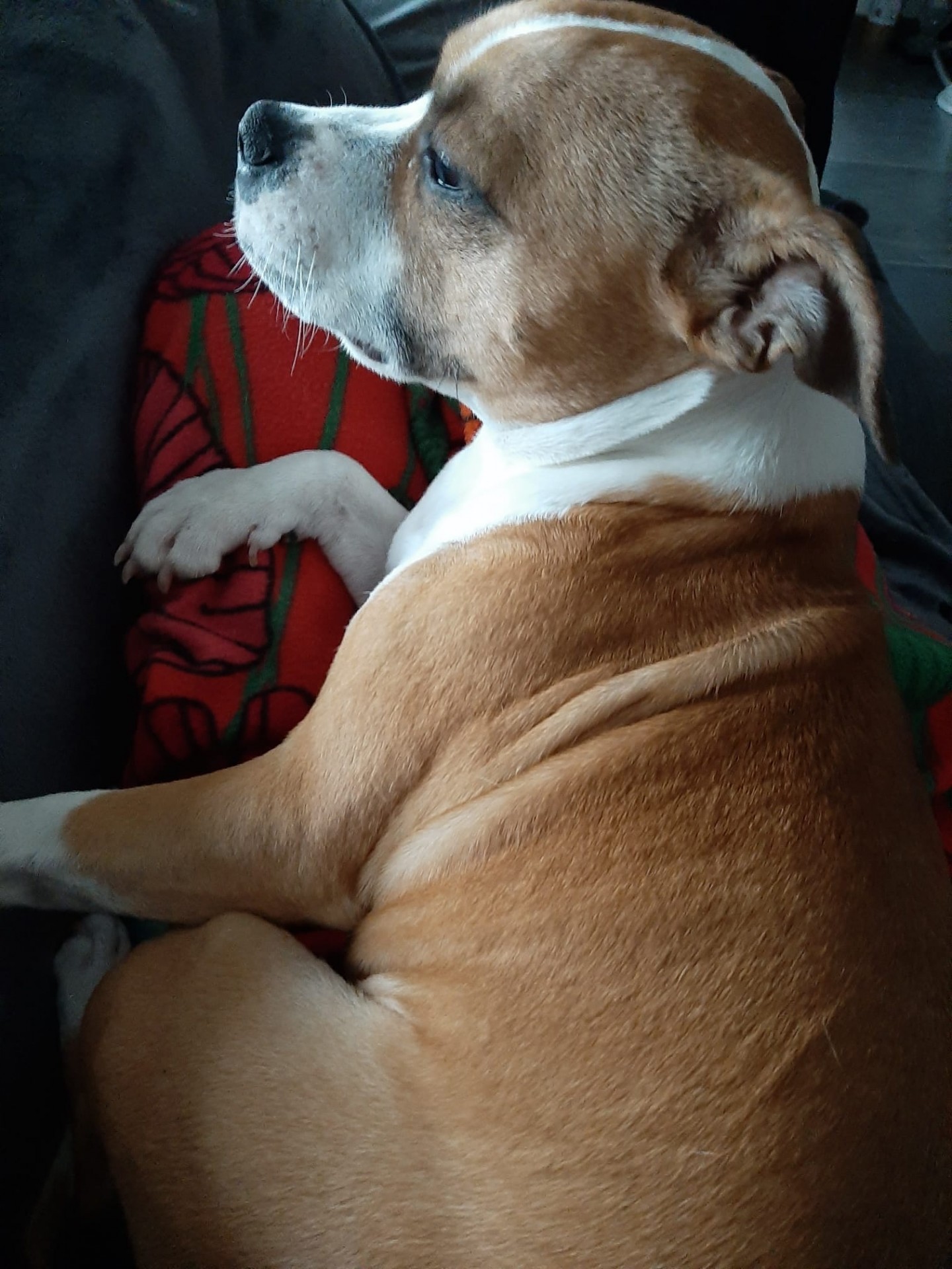 Staffy's du grand nord