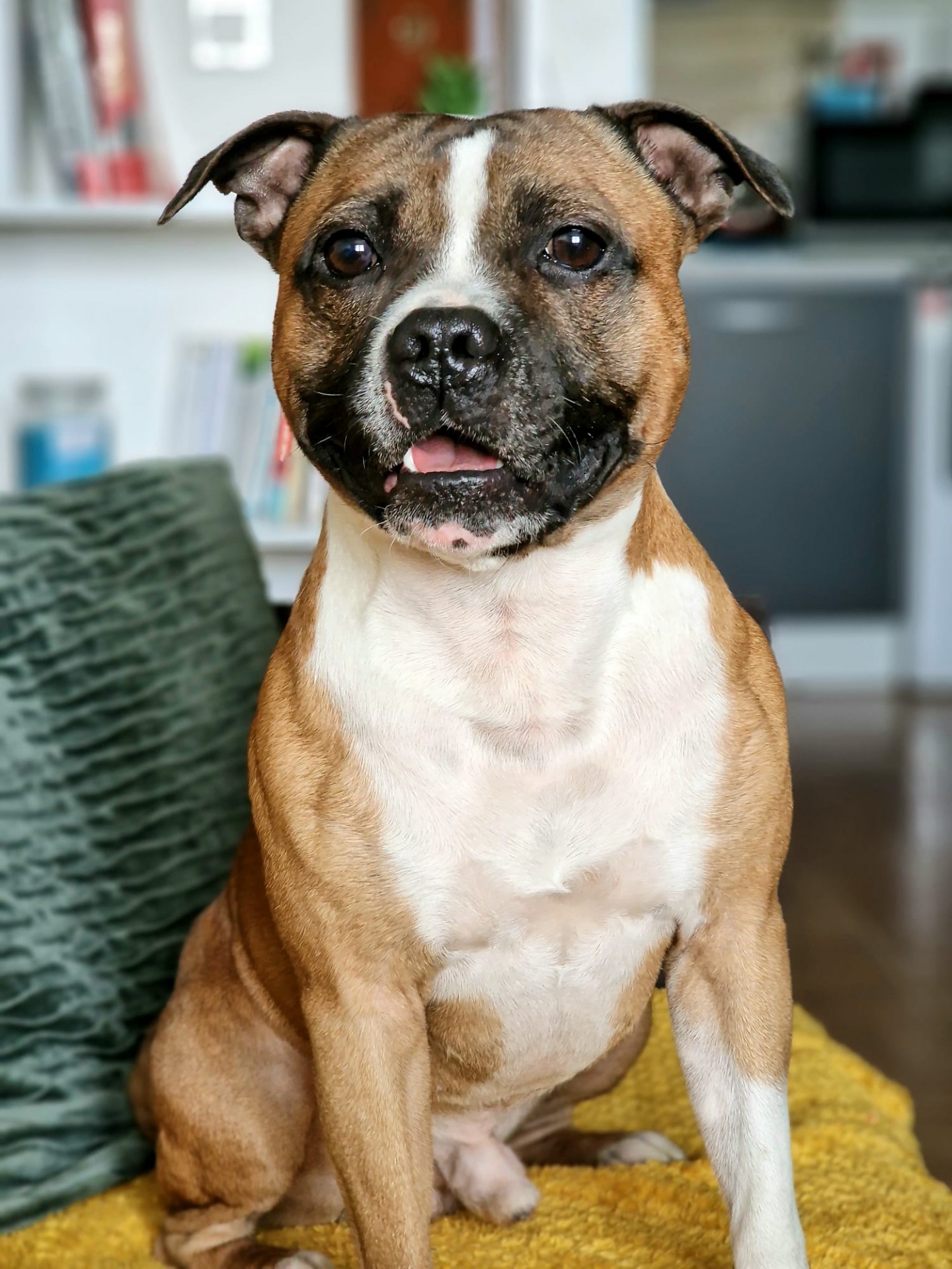 Staffy's du grand nord