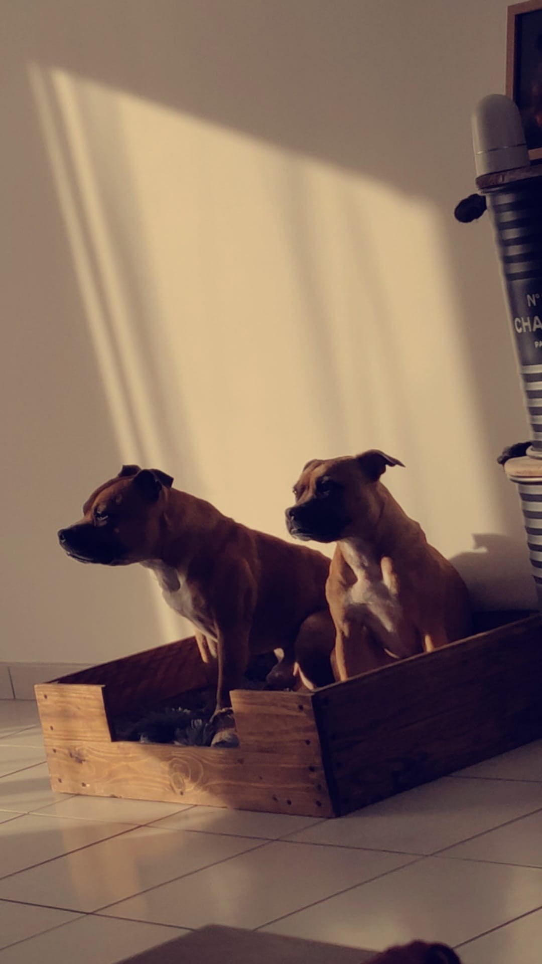 Staffy's du grand nord
