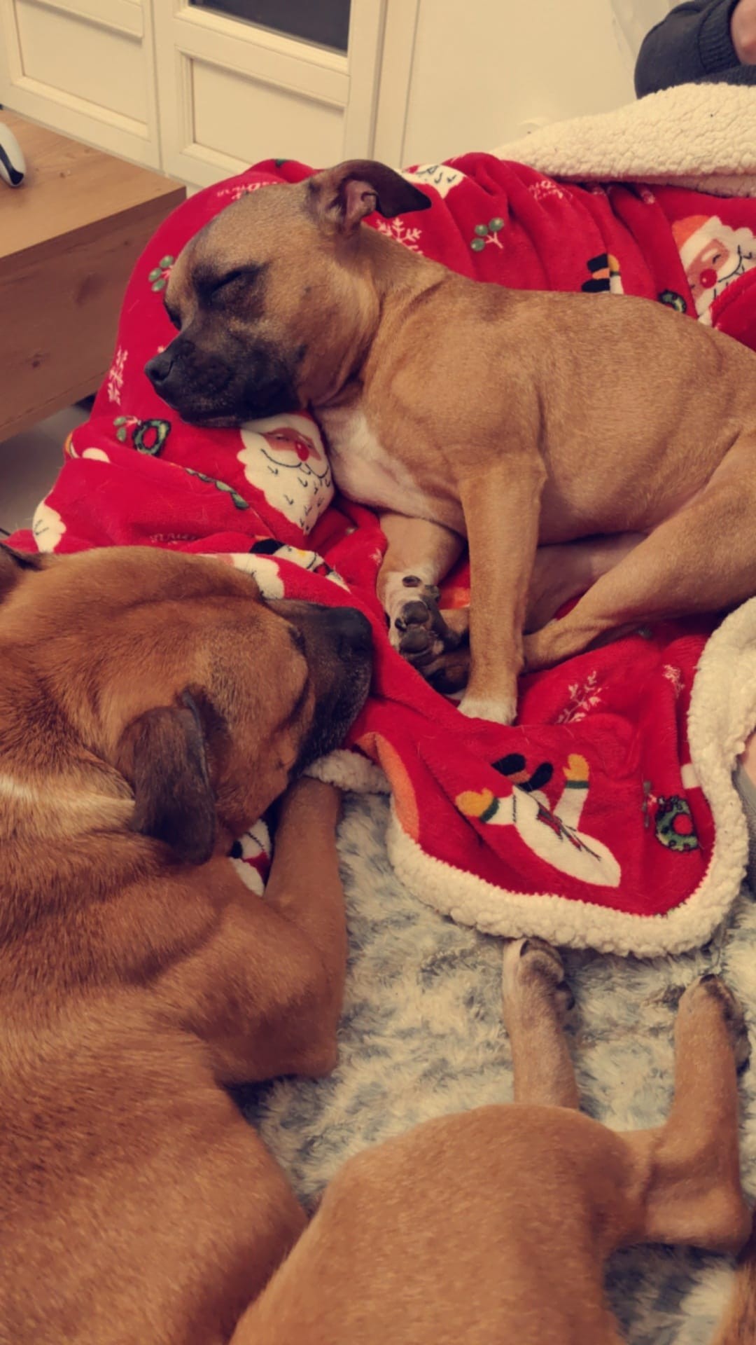 Staffy's du grand nord
