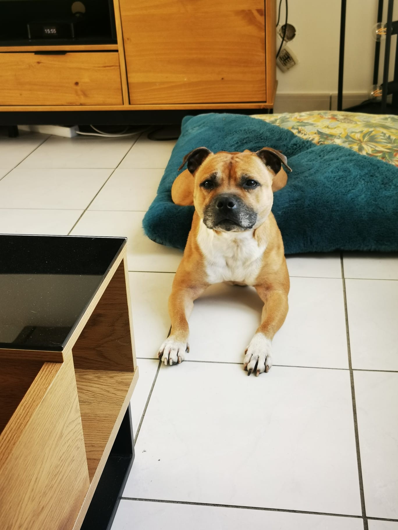 Staffy's du grand nord