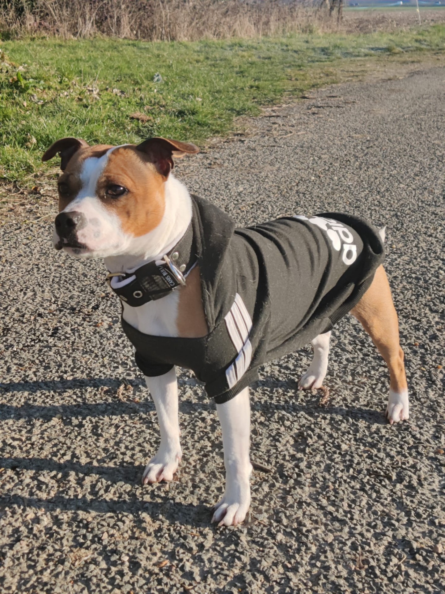 Staffy's du grand nord