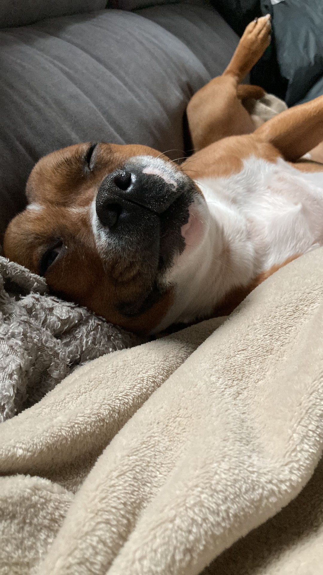 Staffy's du grand nord