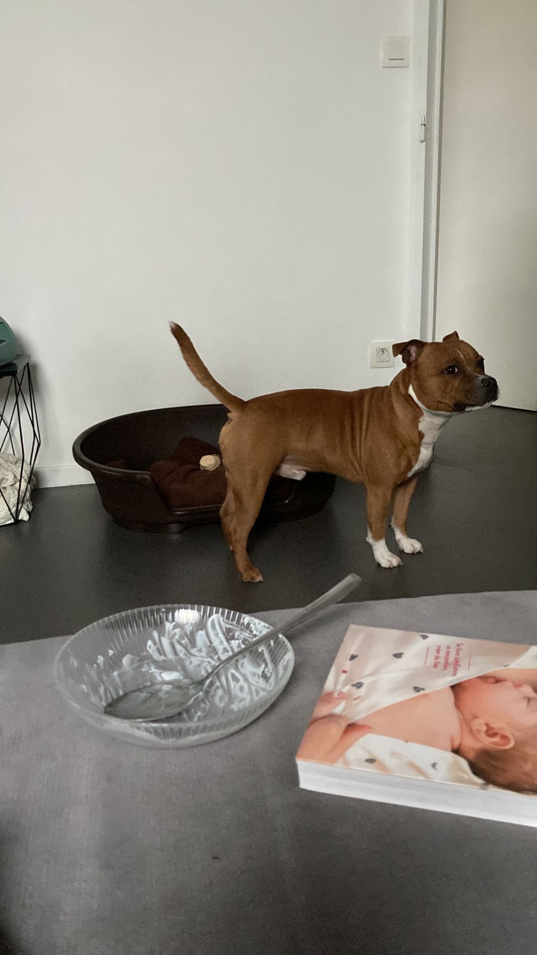 Staffy's du grand nord