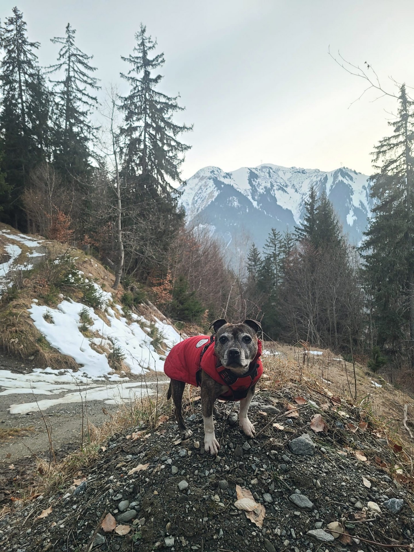 Staffy's du grand nord
