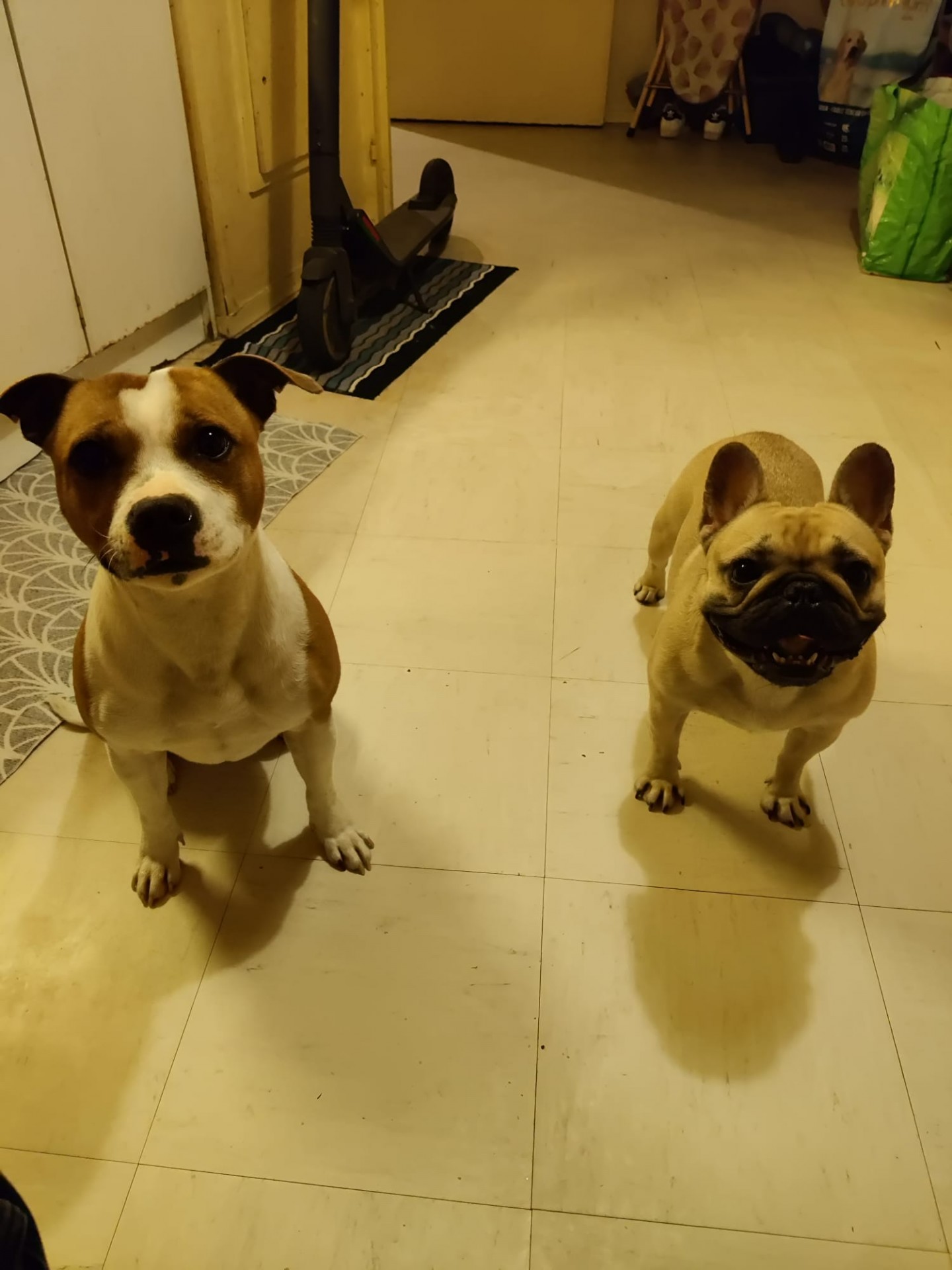 Staffy's du grand nord