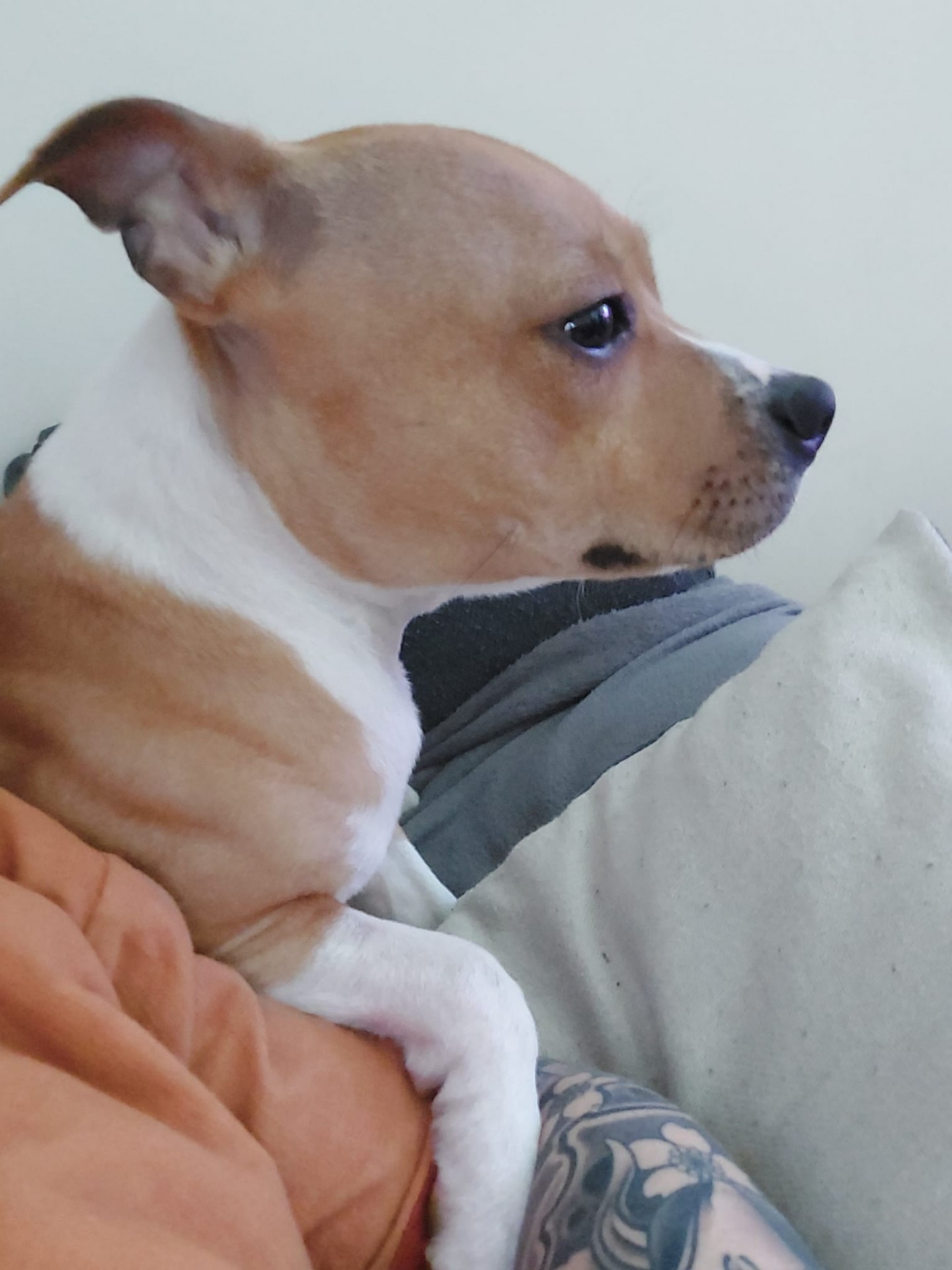 Staffy's du grand nord