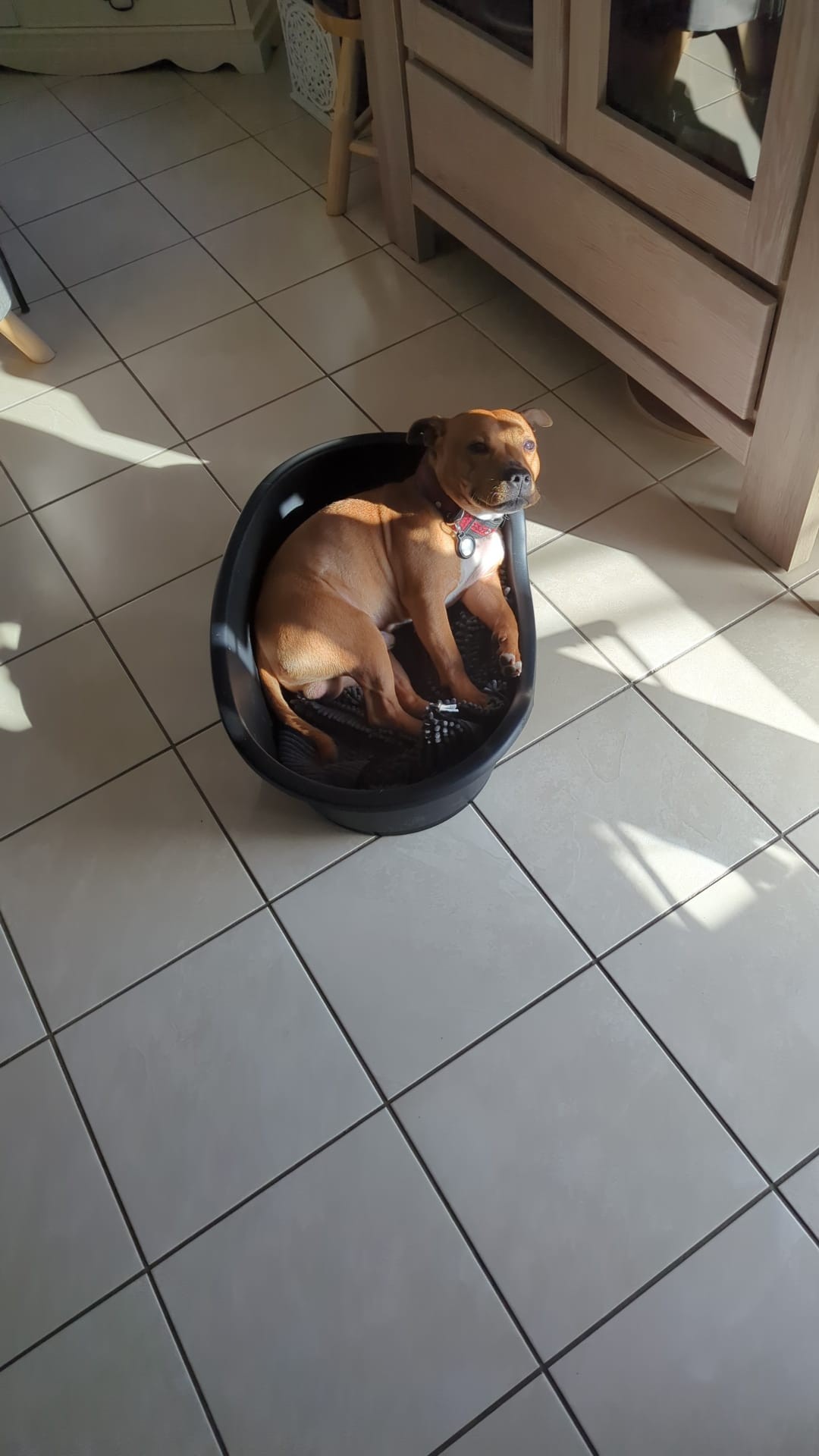 Staffy's du grand nord