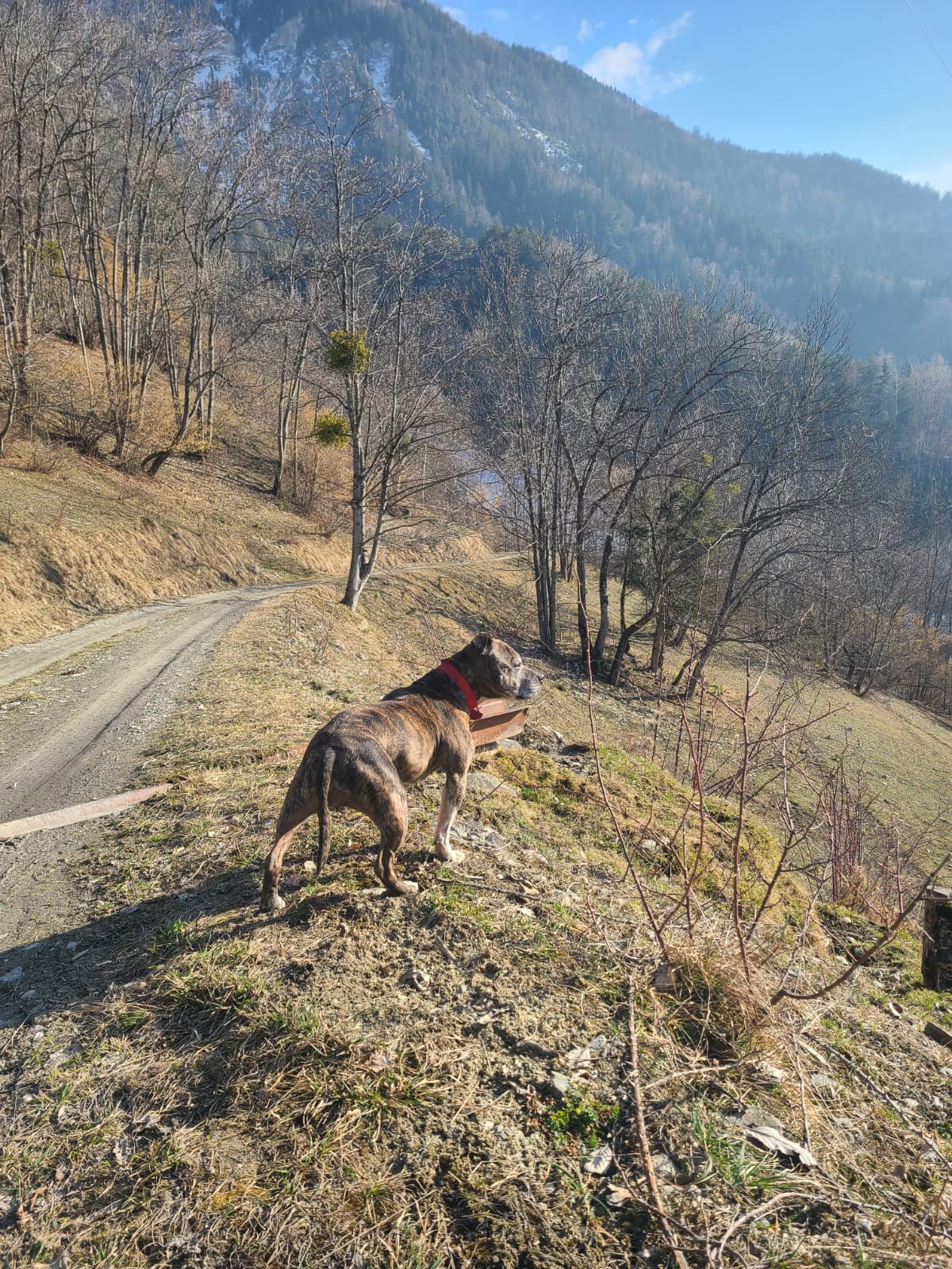 Staffy's du grand nord