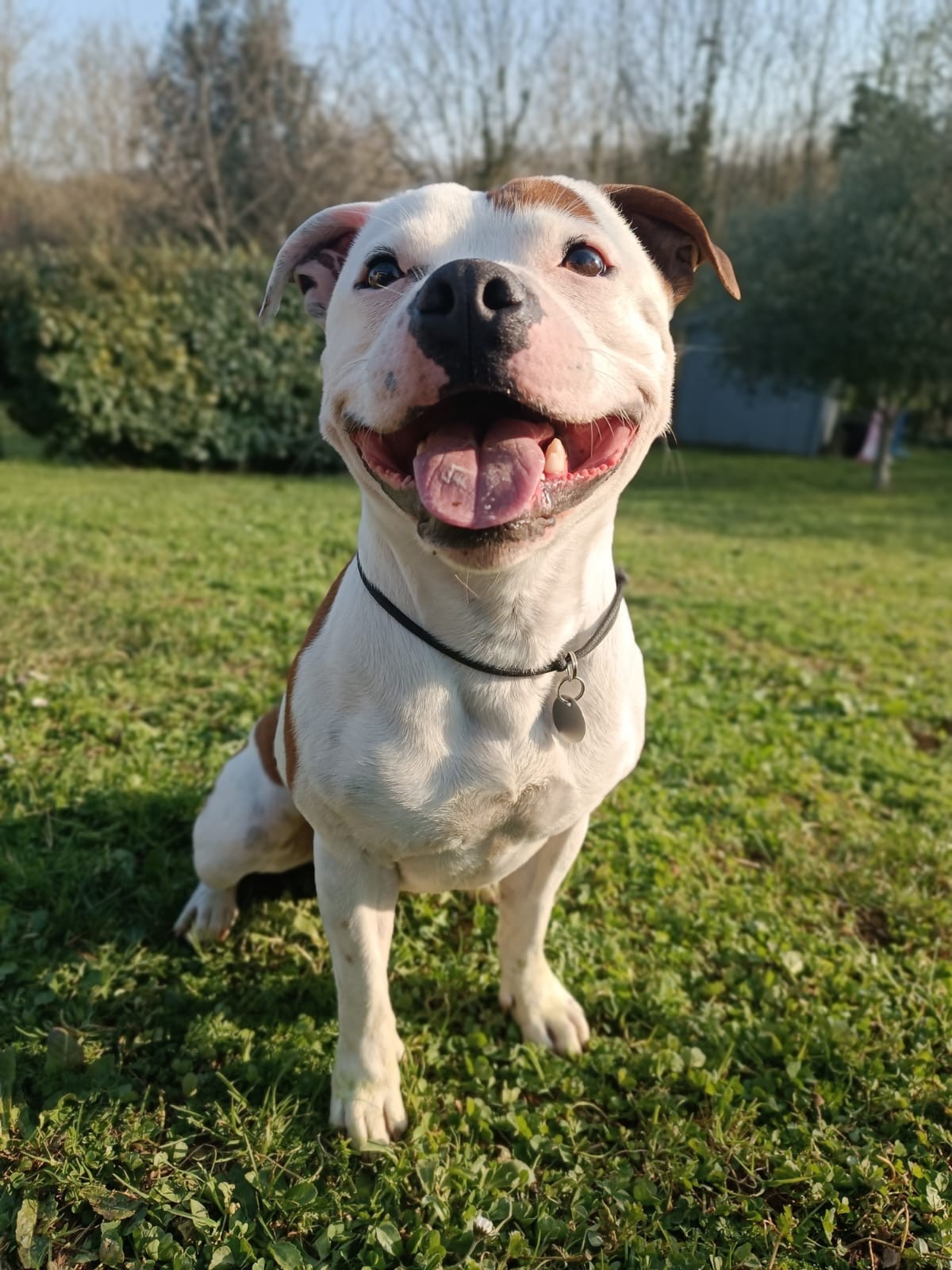 Staffy's du grand nord