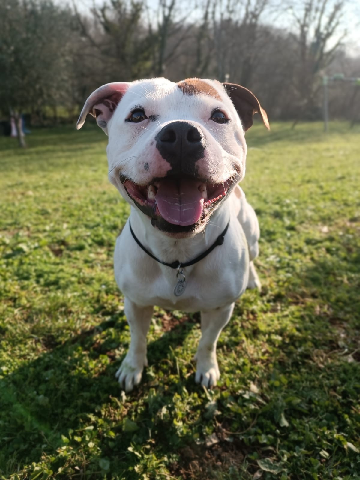Staffy's du grand nord