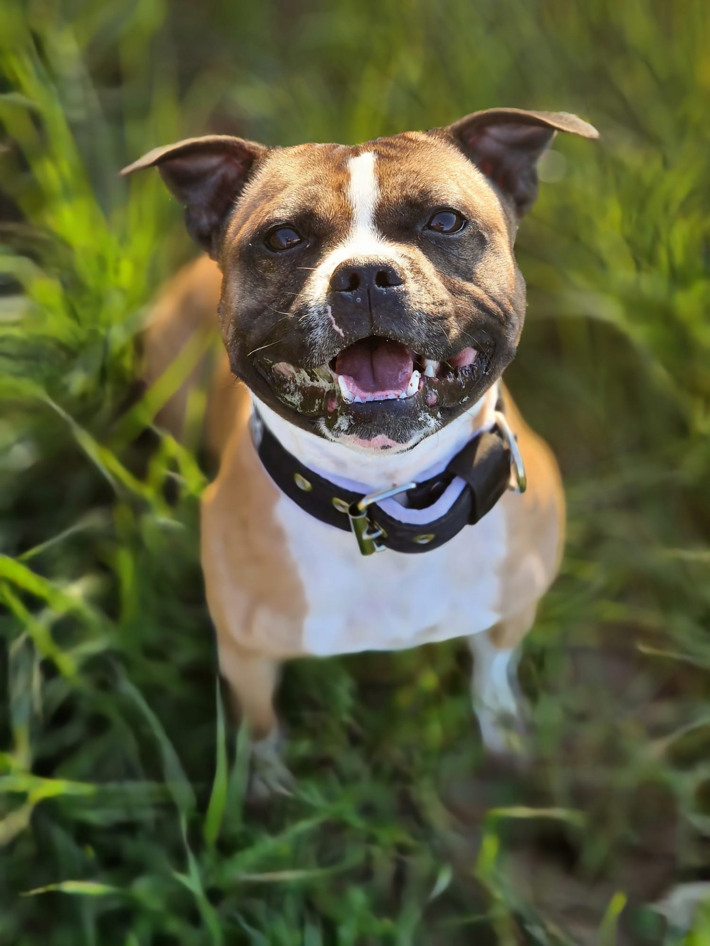 Staffy's du grand nord
