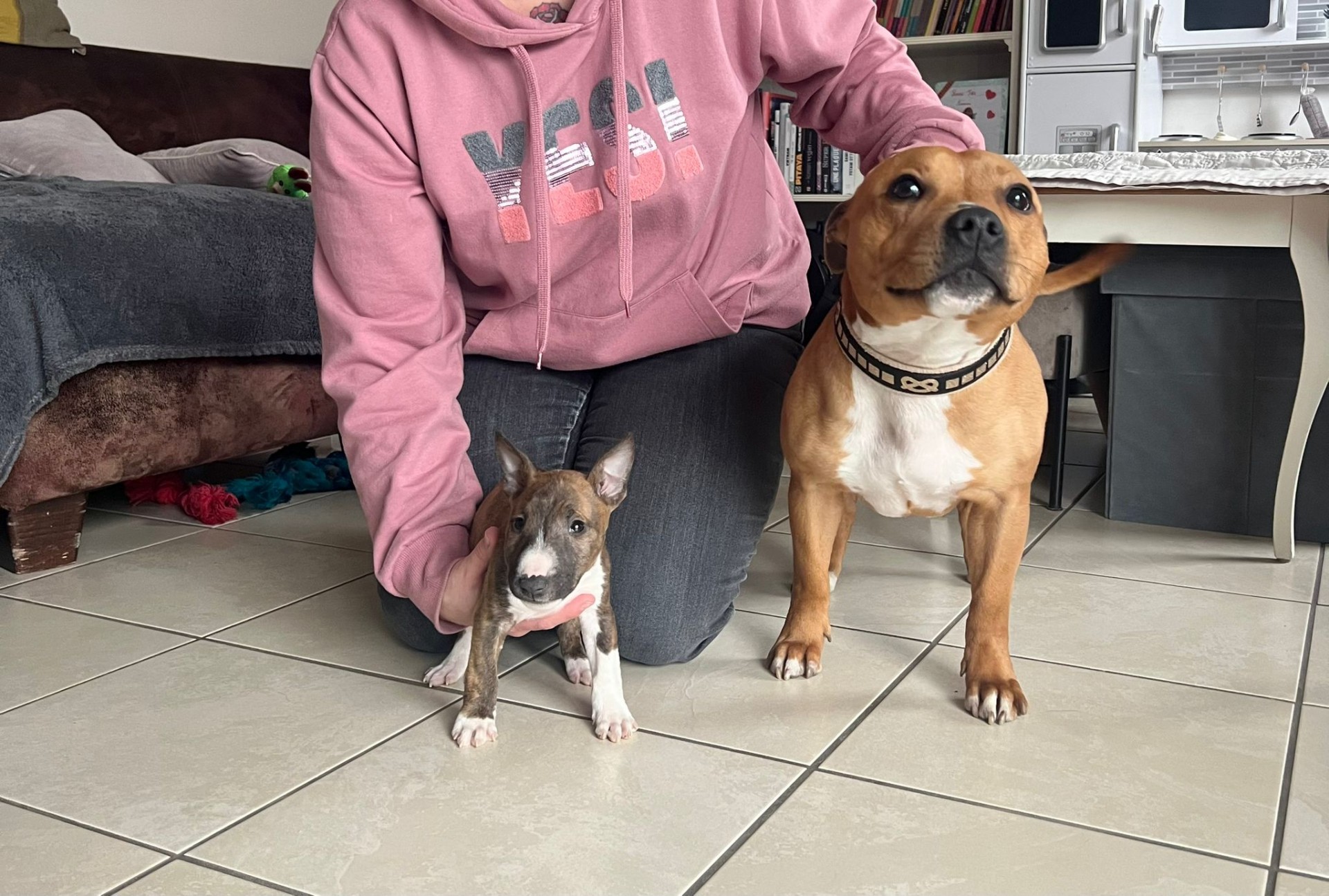 Staffy's du grand nord