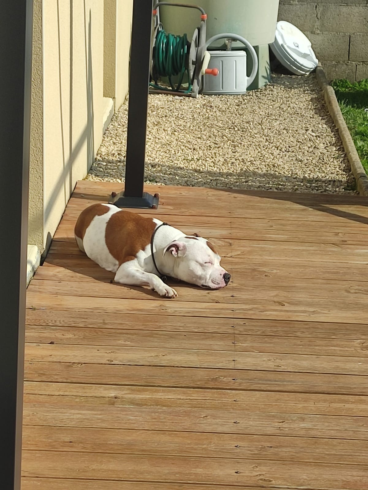 Staffy's du grand nord
