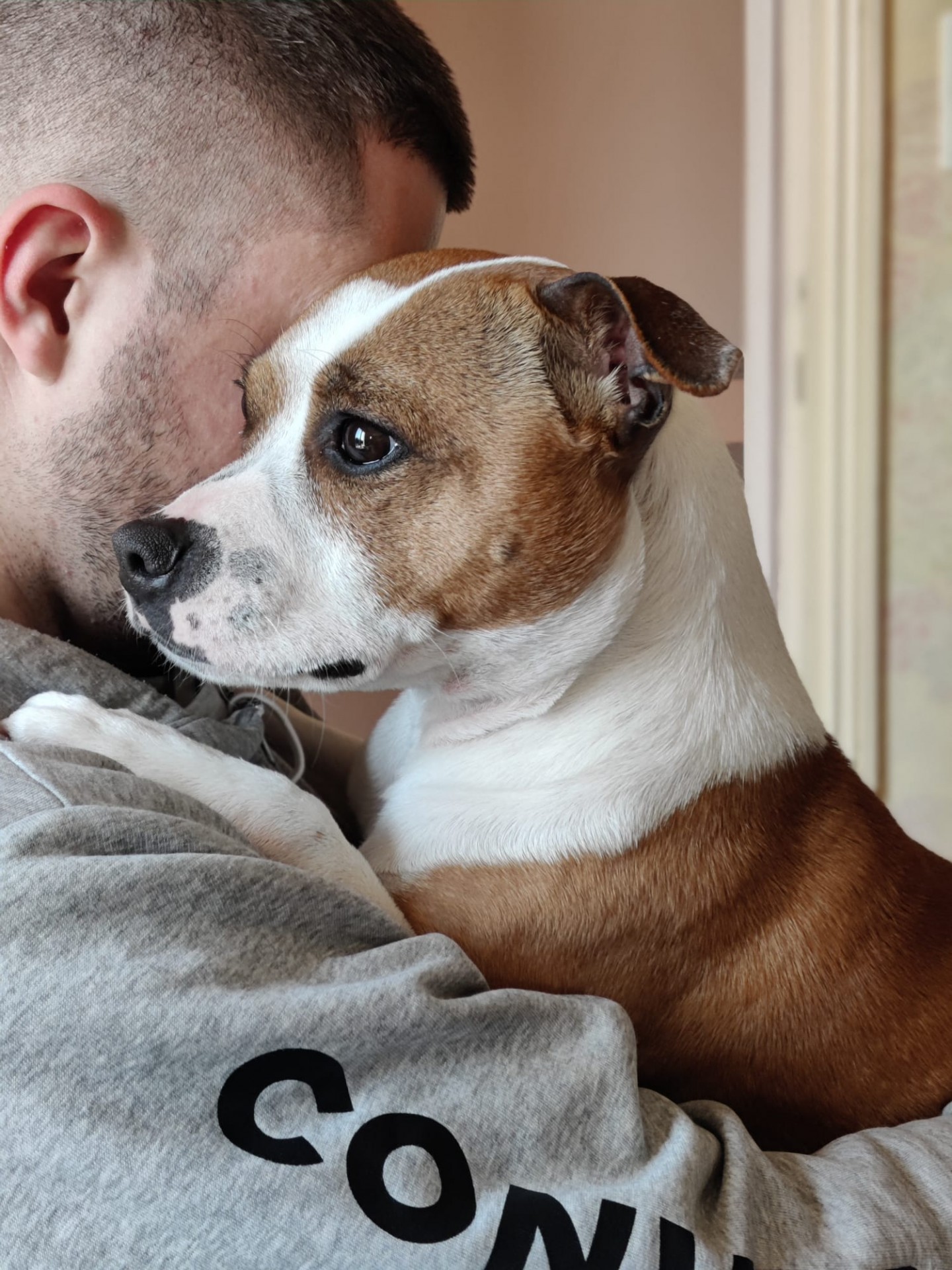 Staffy's du grand nord