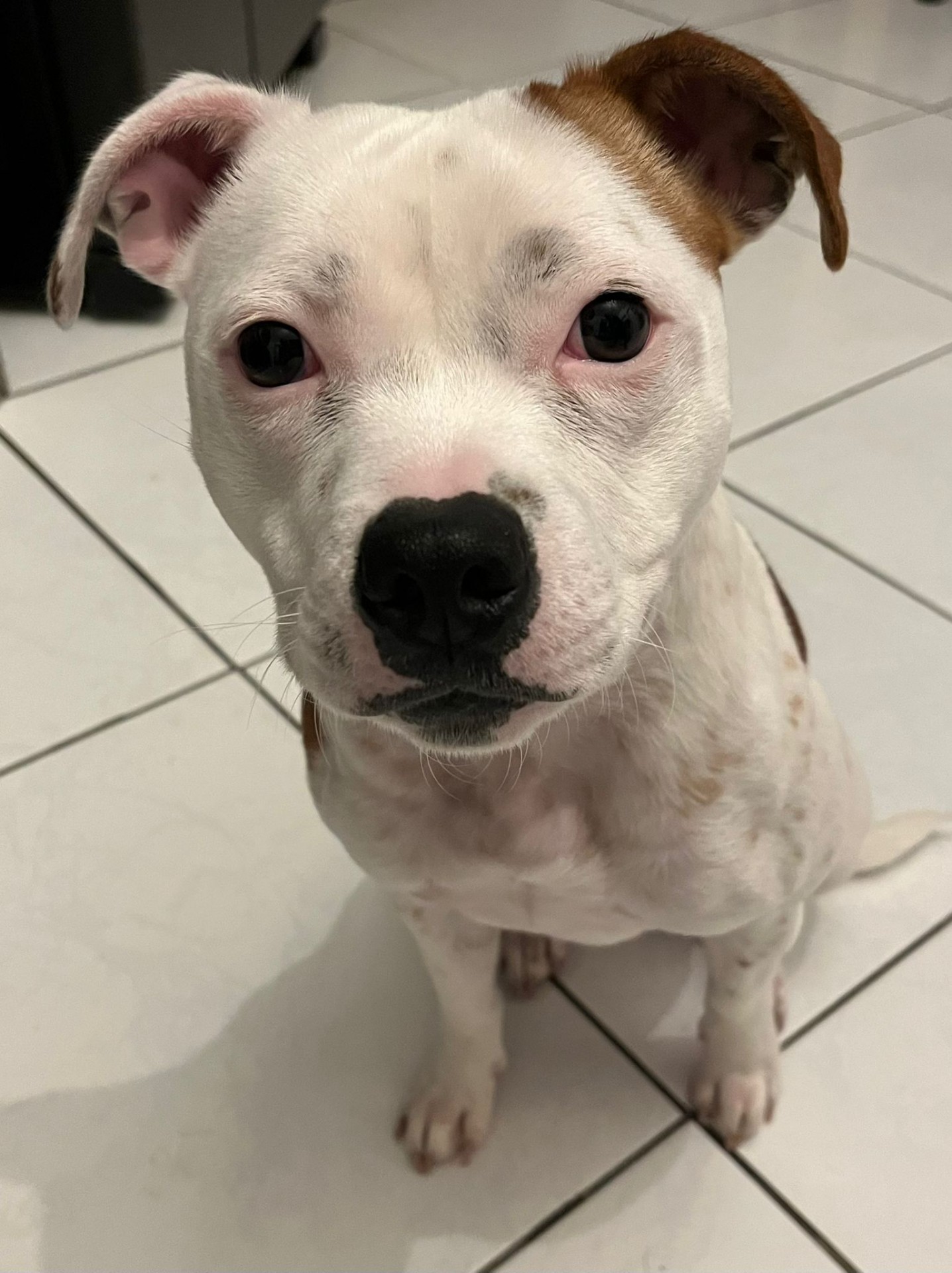 Staffy's du grand nord