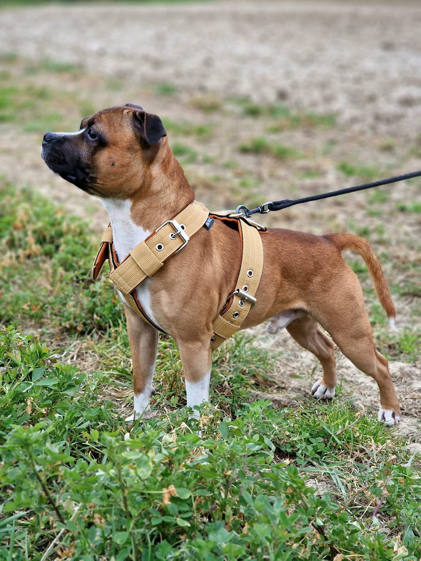Staffy's du grand nord