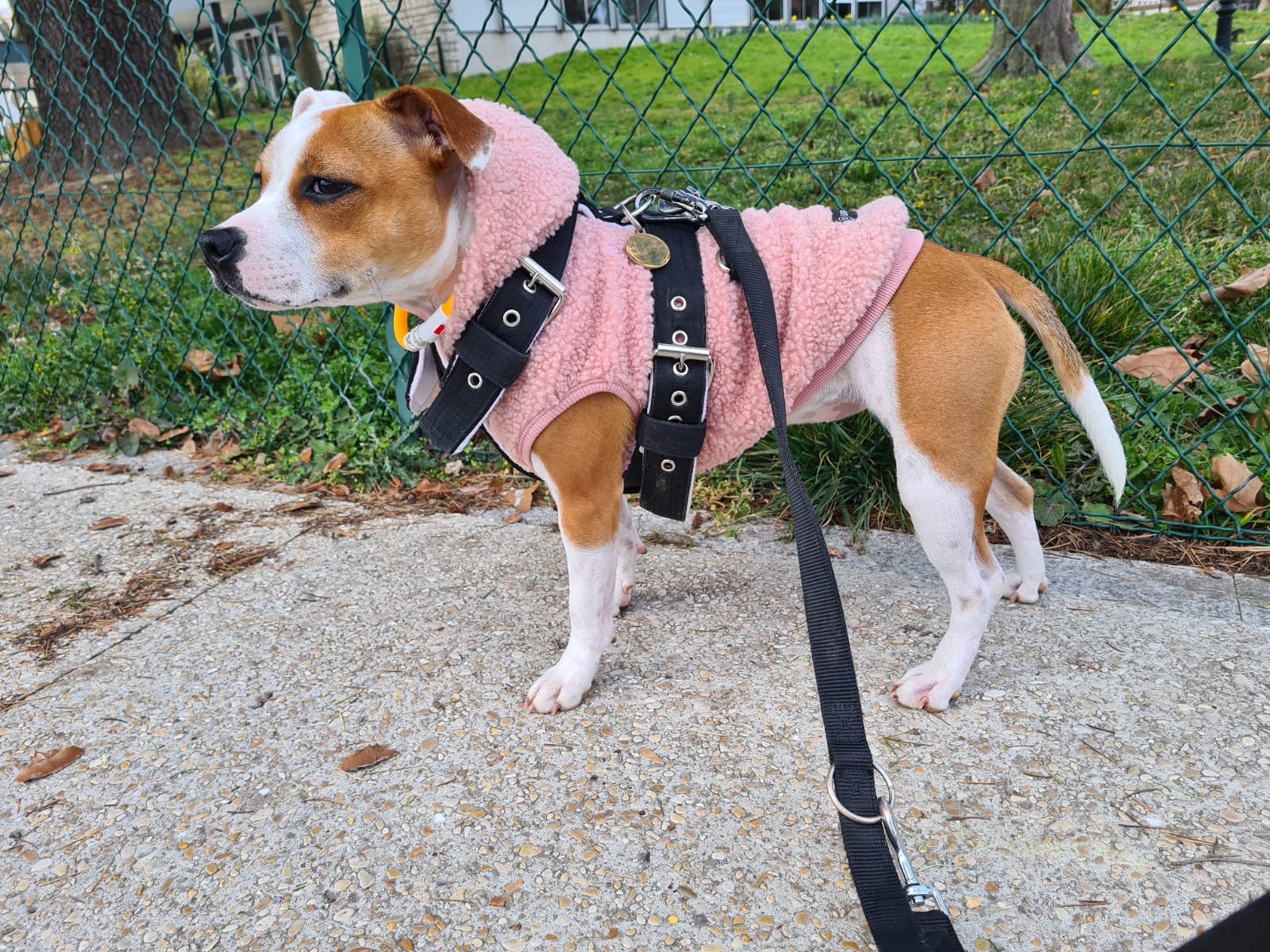 Staffy's du grand nord