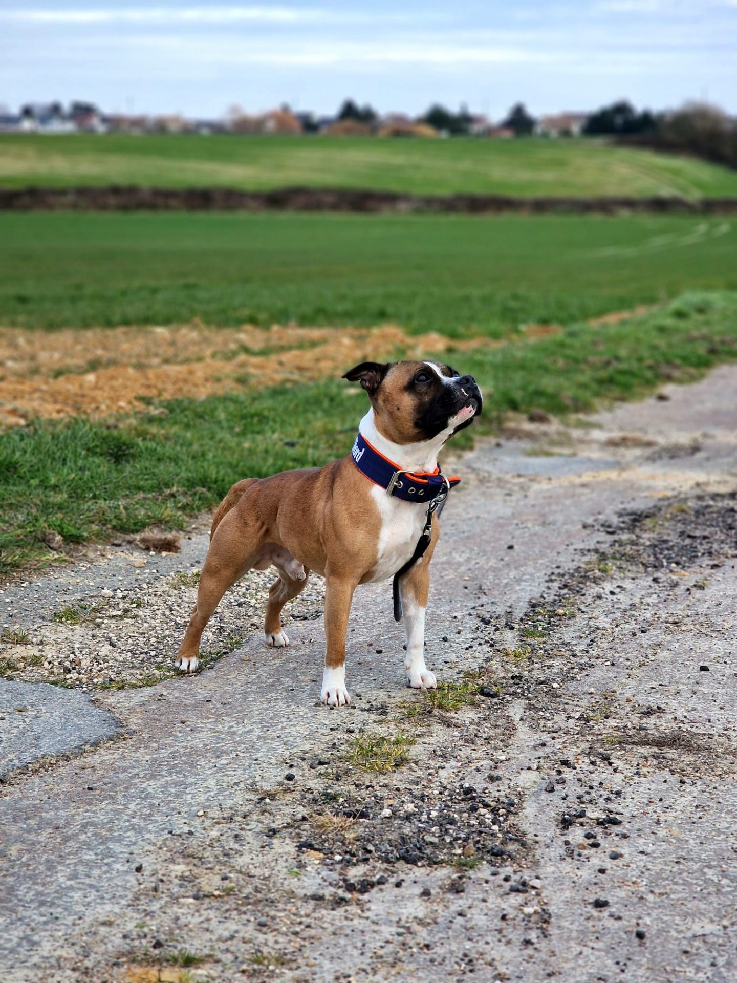 Staffy's du grand nord
