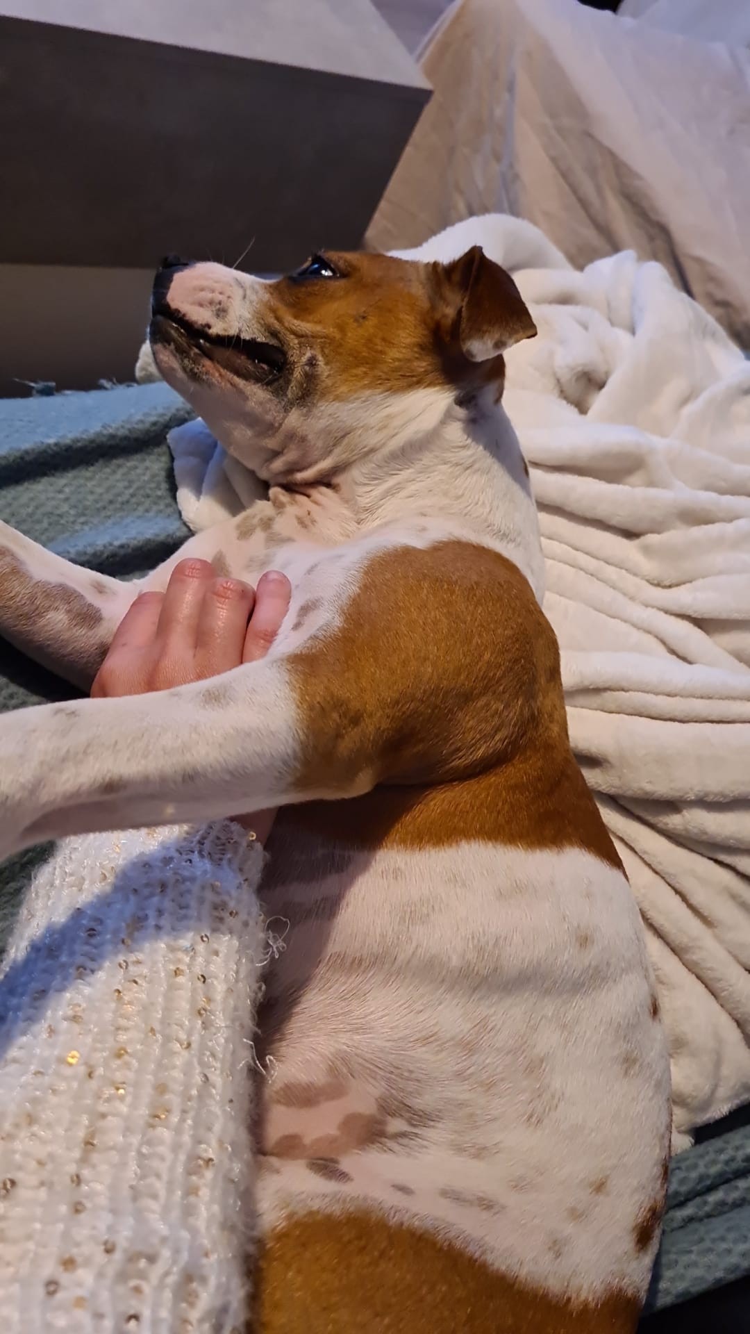Staffy's du grand nord
