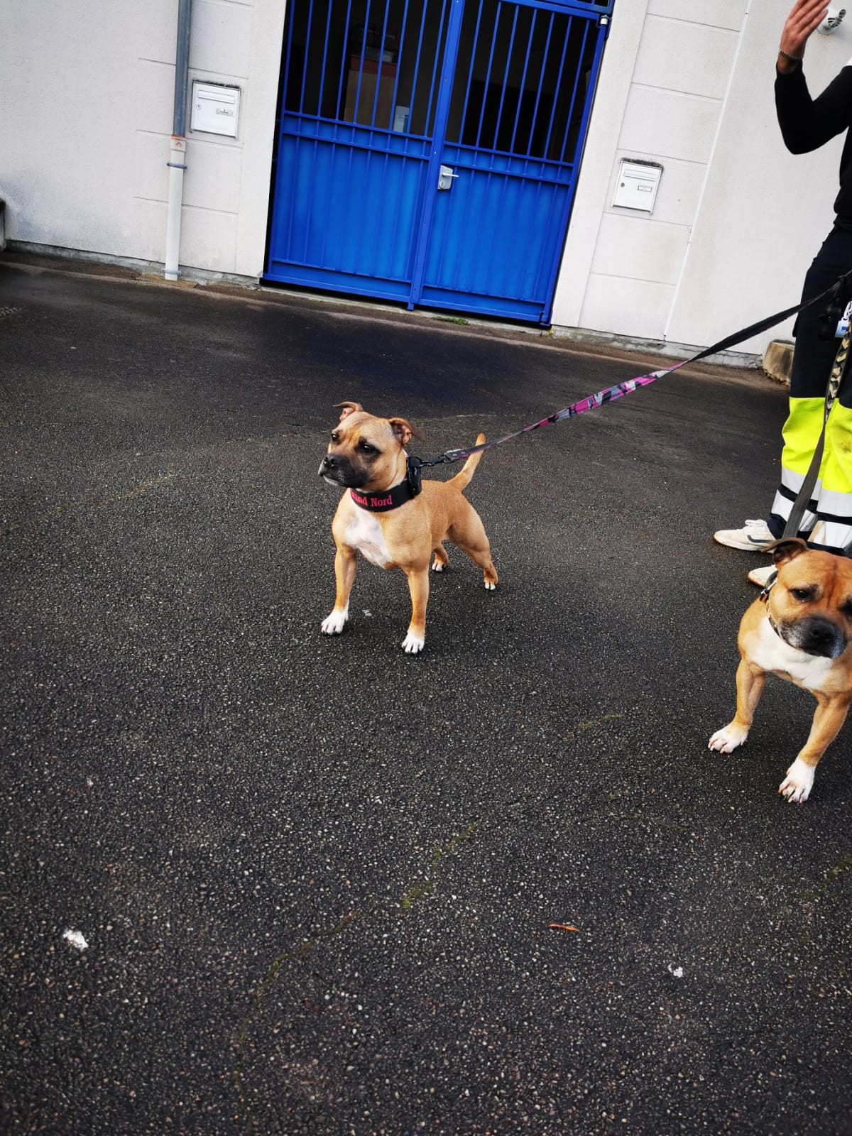 Staffy's du grand nord