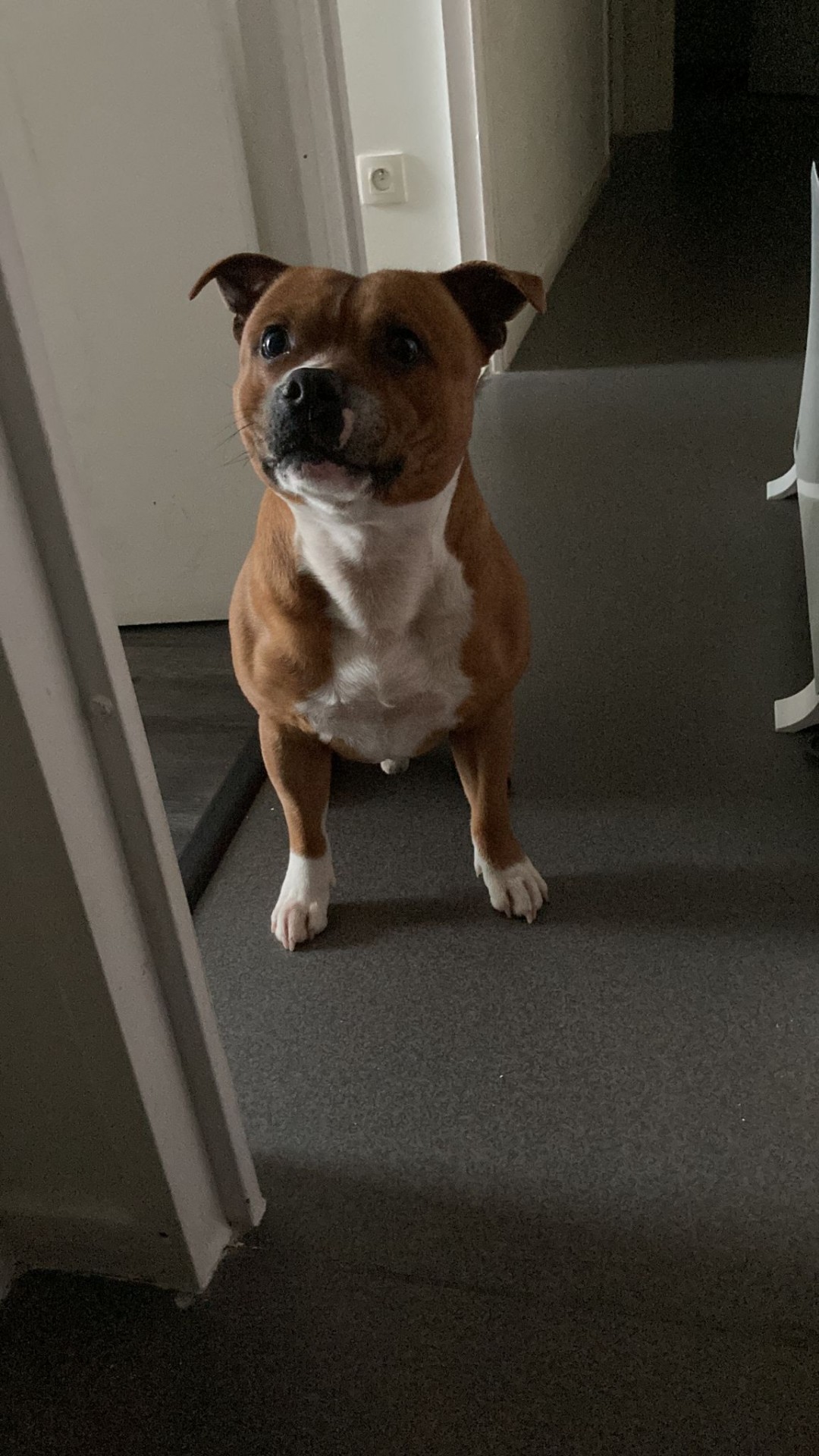 Staffy's du grand nord