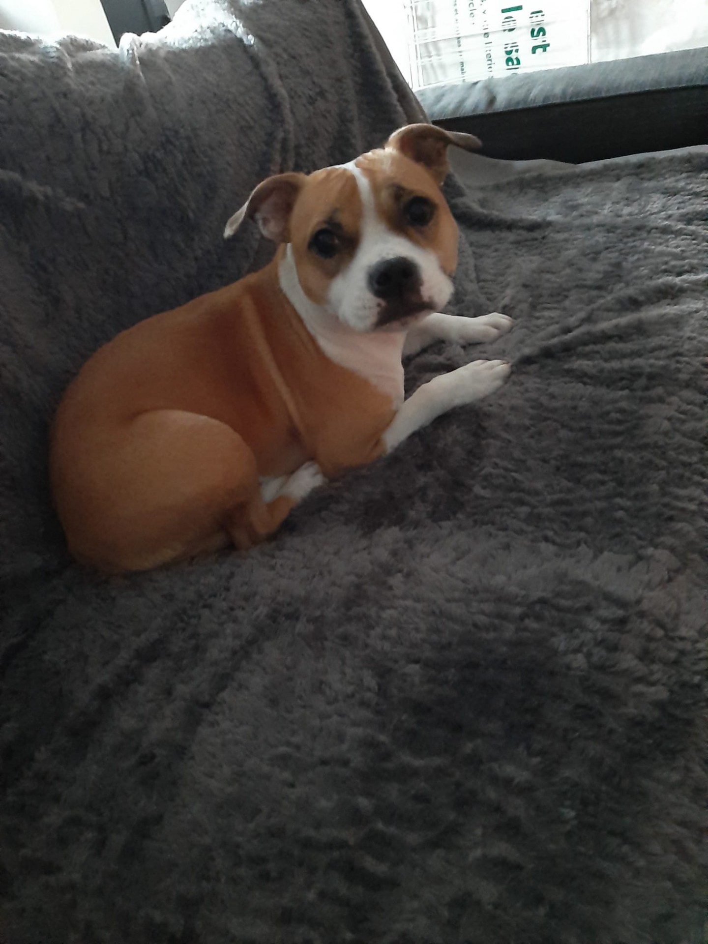 Staffy's du grand nord