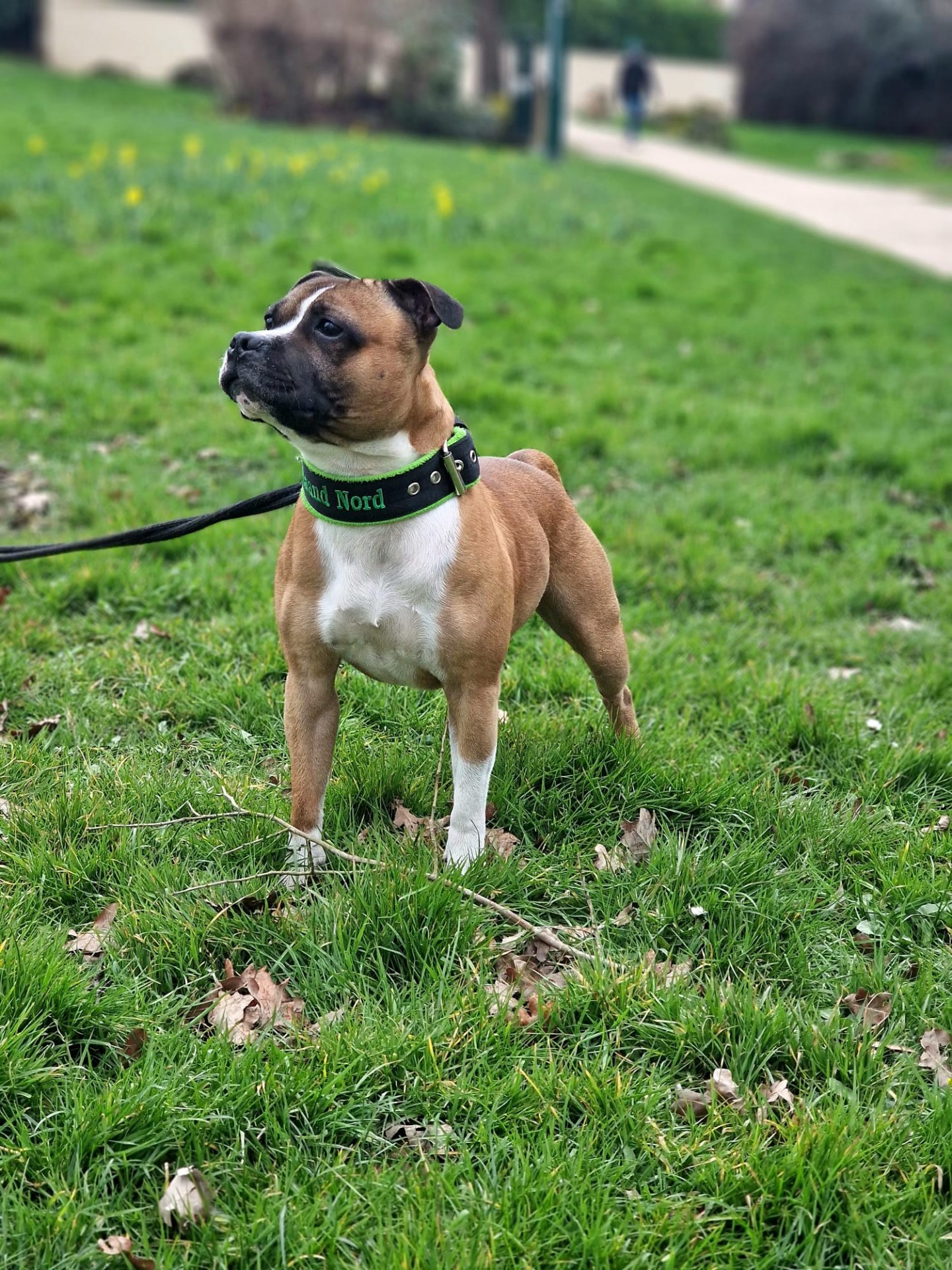 Staffy's du grand nord