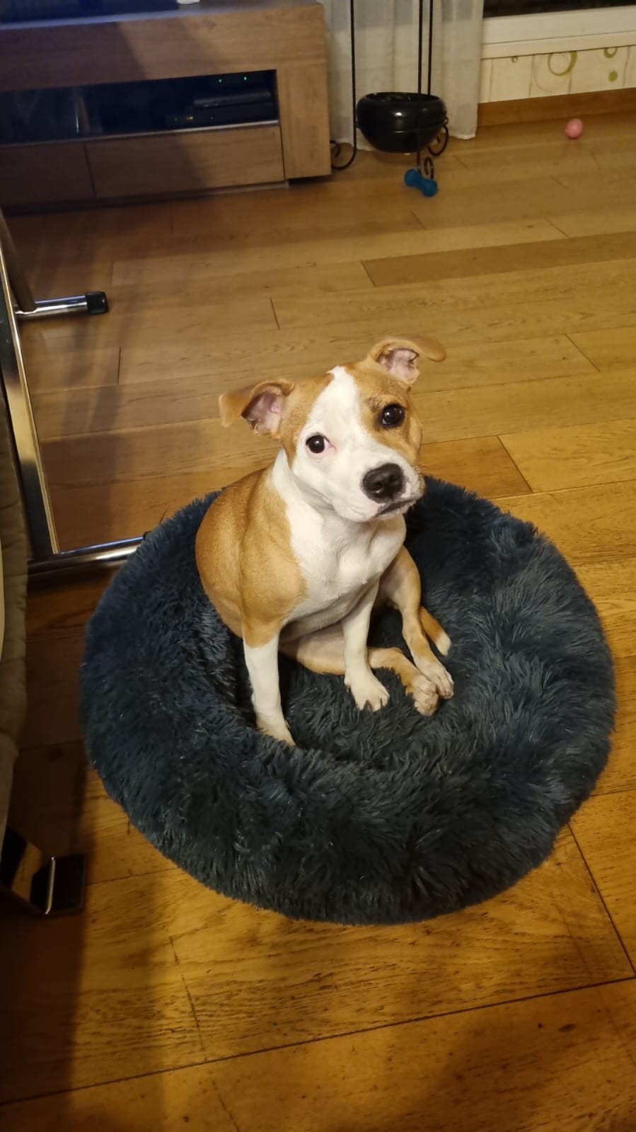 Staffy's du grand nord