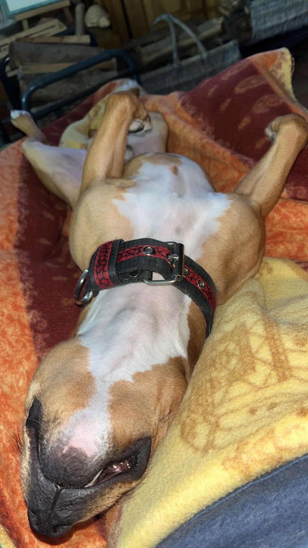 Staffy's du grand nord