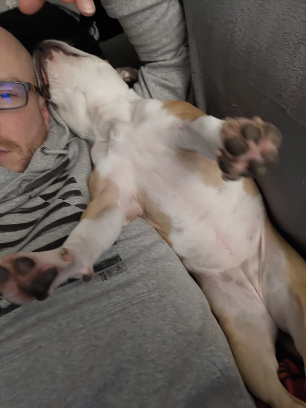 Staffy's du grand nord