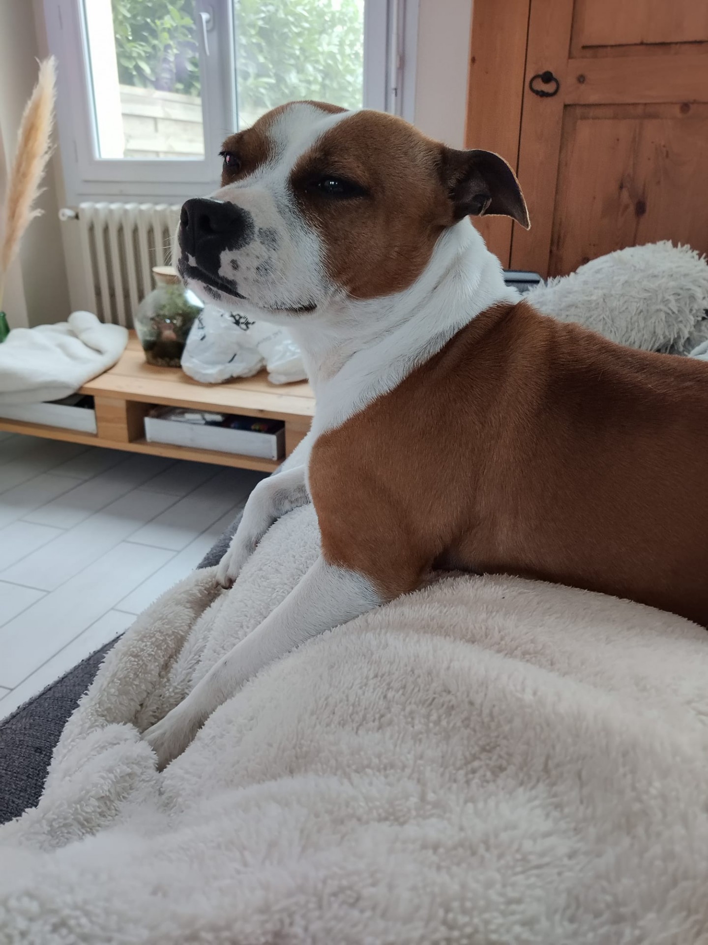 Staffy's du grand nord